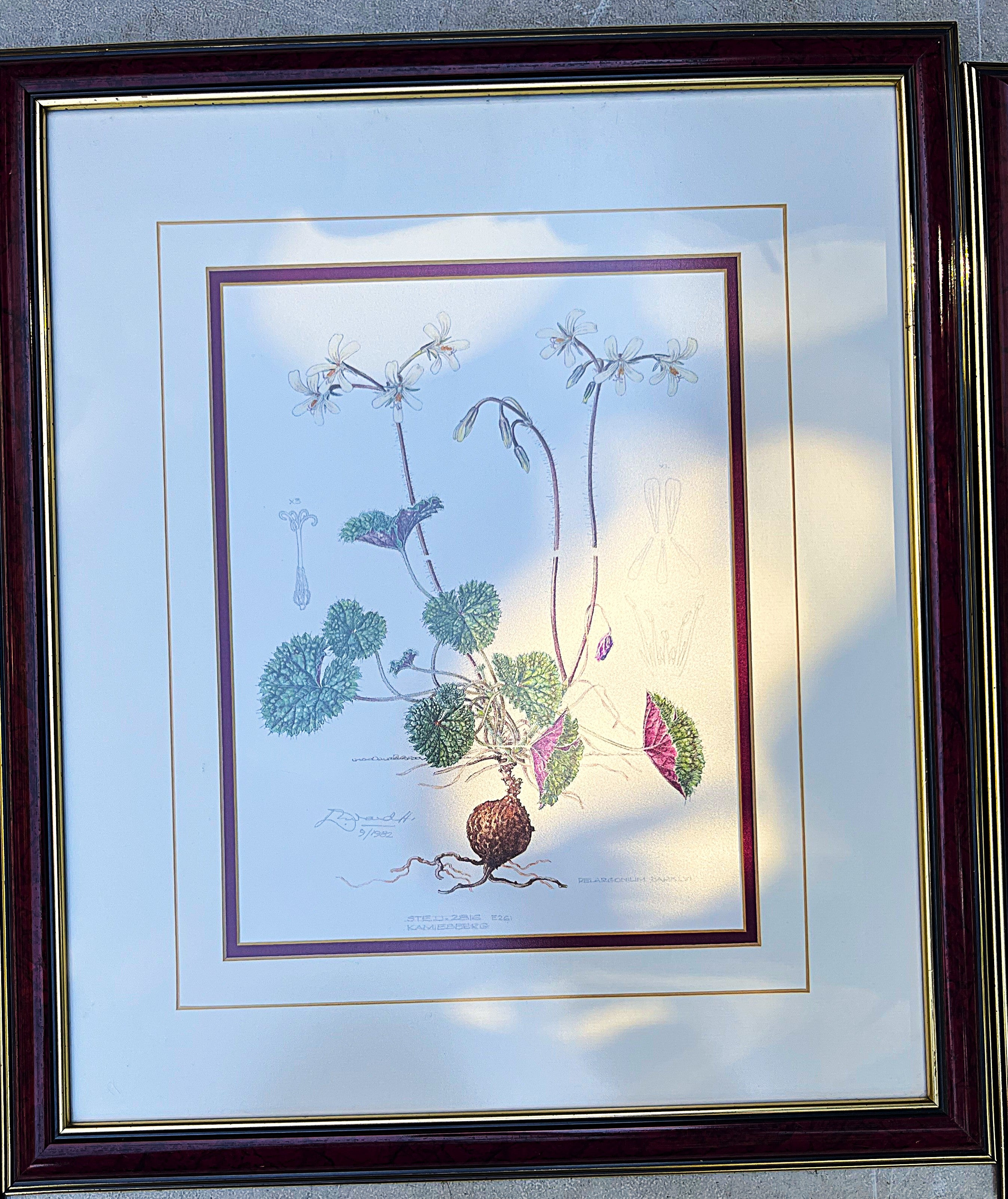 Wall Art: Botanical Plate Original by Ellaphie Ward-Hilhorst (Pelargonium barklyi)
