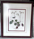 Wall Art: Botanical Plate Original by Ellaphie Ward-Hilhorst (Pelargonium barklyi)