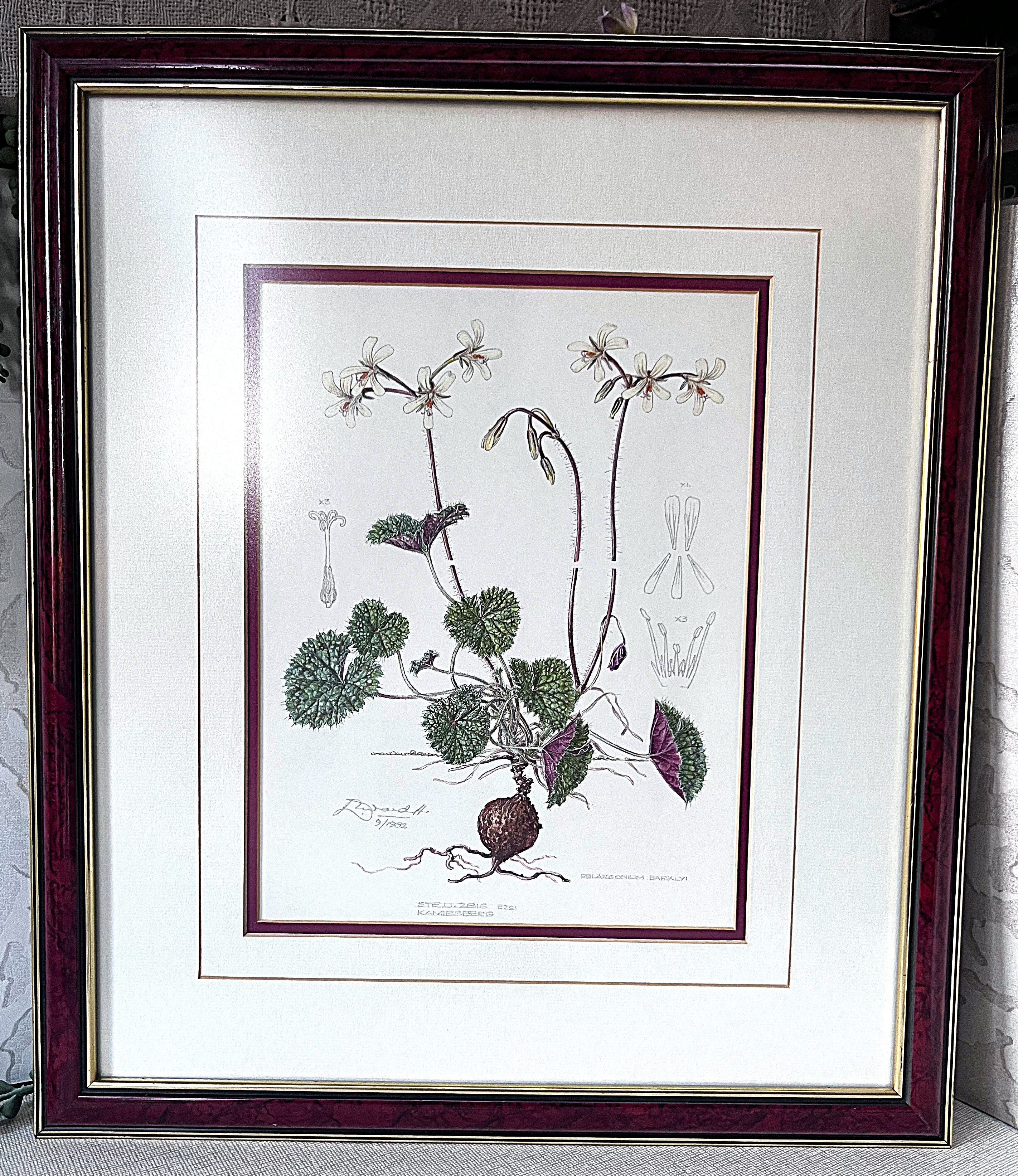 Wall Art: Botanical Plate Original by Ellaphie Ward-Hilhorst (Pelargonium barklyi)