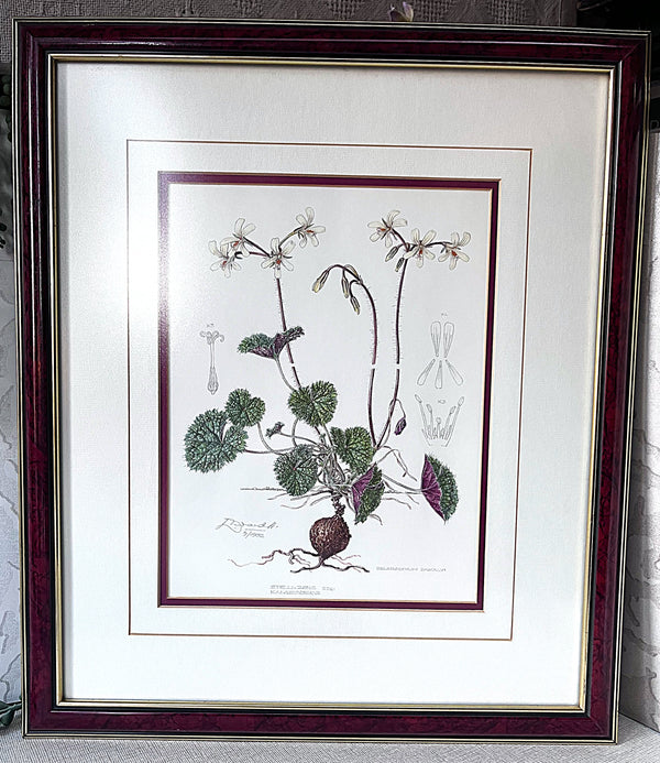Wall Art: Botanical Plate Original by Ellaphie Ward-Hilhorst (Pelargonium barklyi)