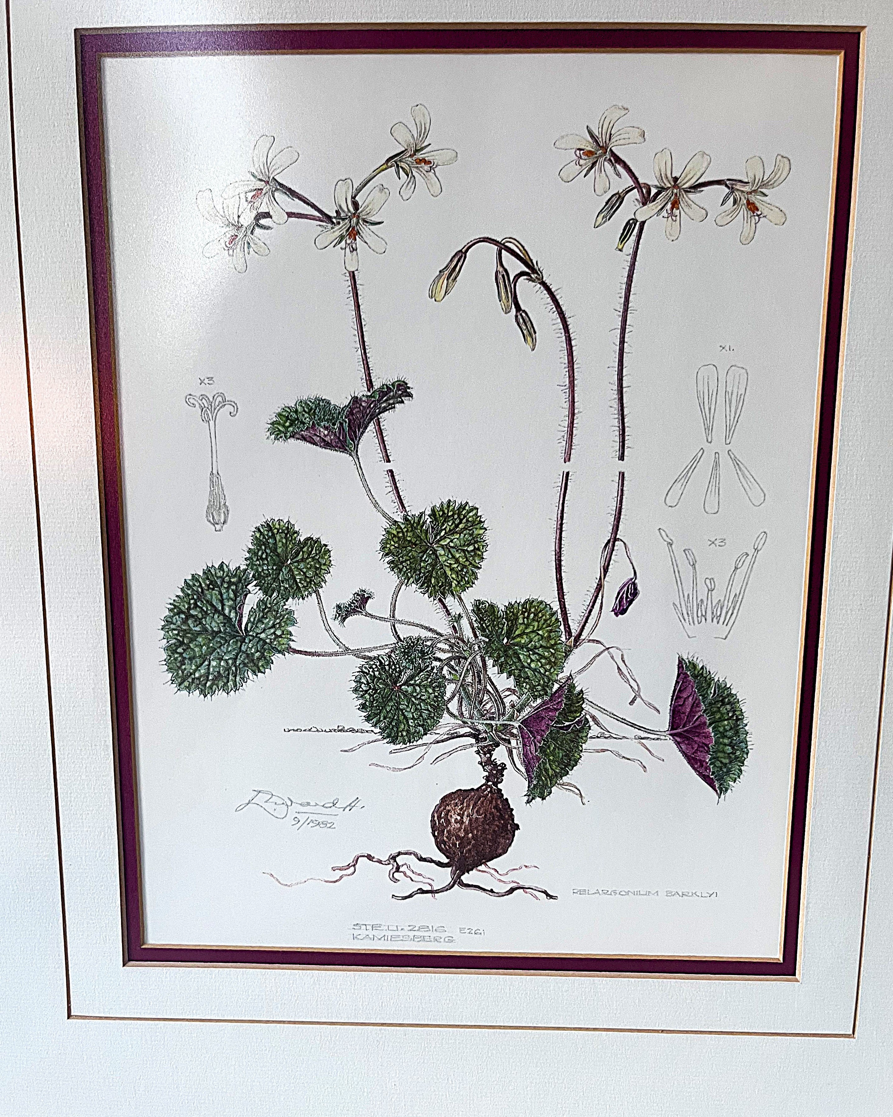Wall Art: Botanical Plate Original by Ellaphie Ward-Hilhorst (Pelargonium barklyi)
