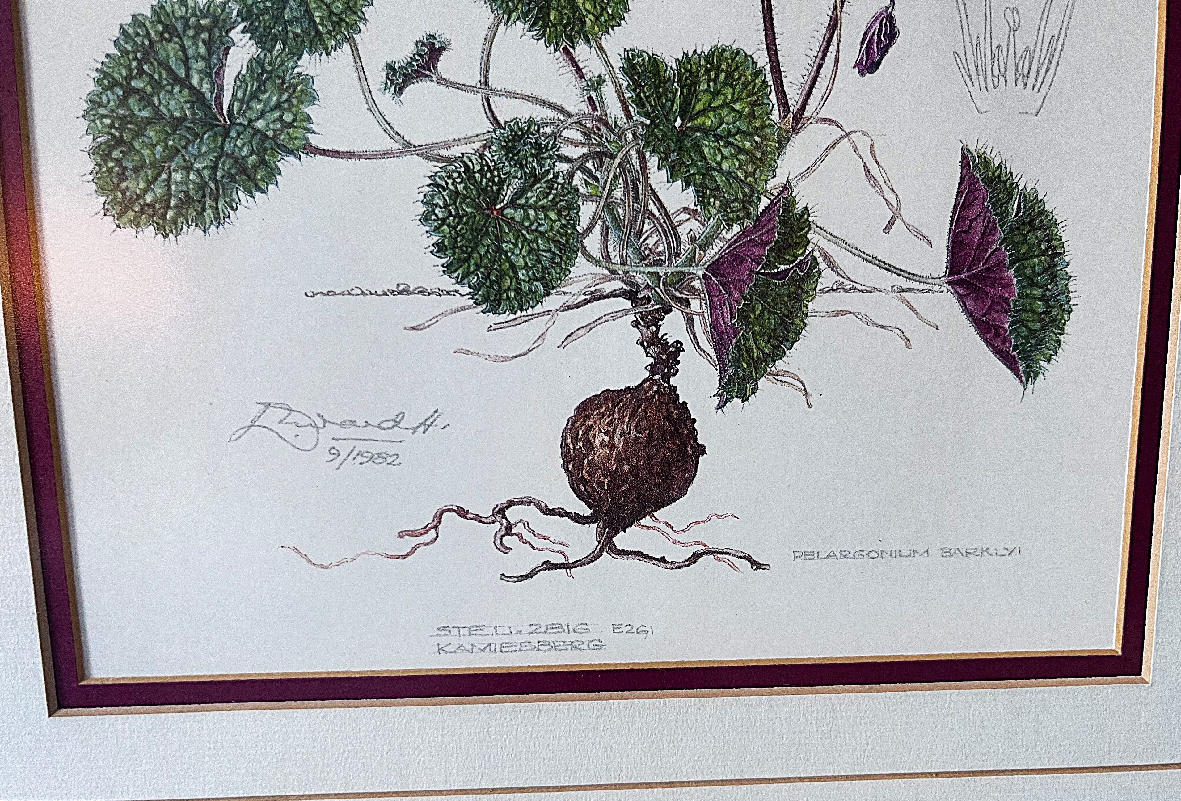 Wall Art: Botanical Plate Original by Ellaphie Ward-Hilhorst (Pelargonium barklyi)