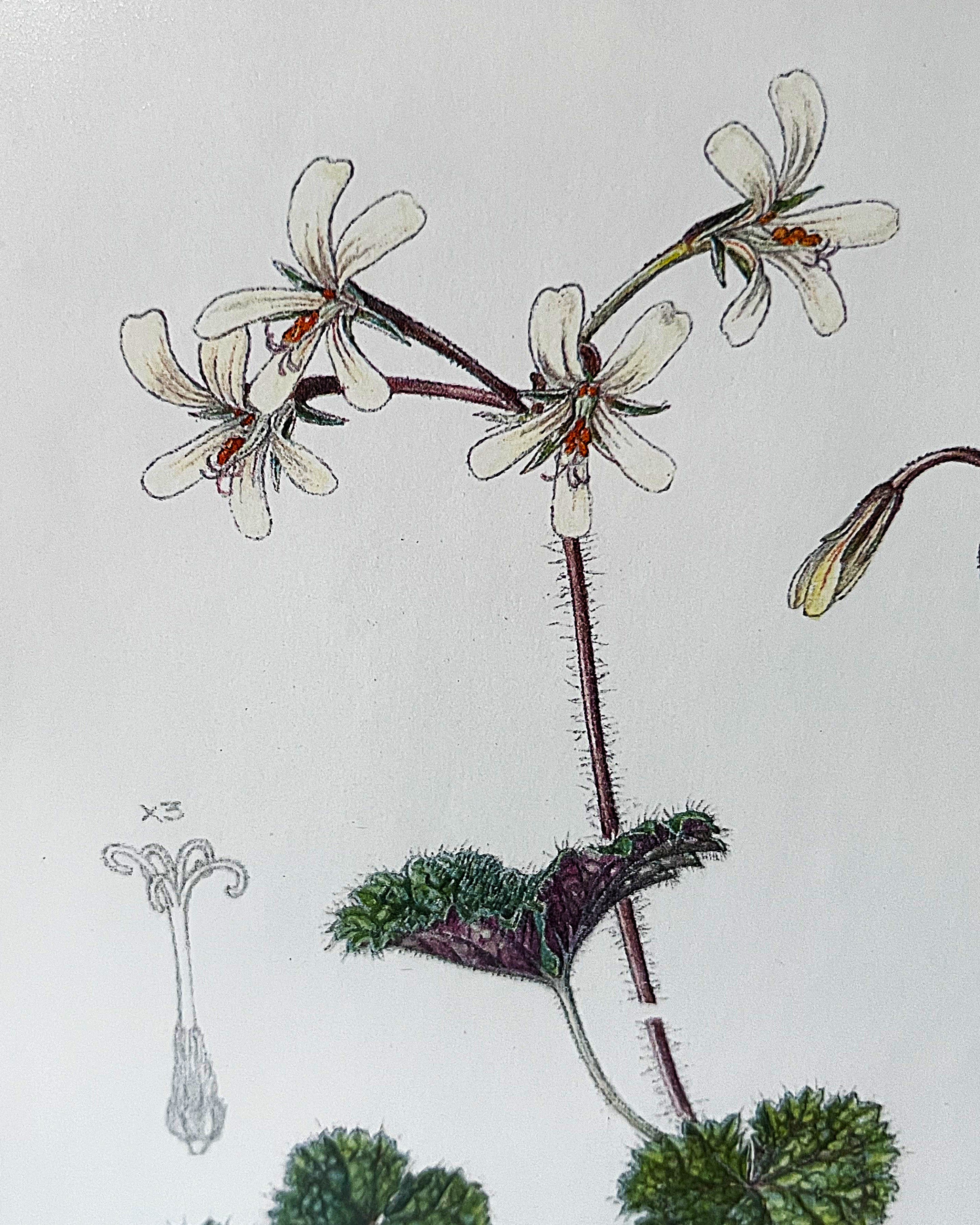 Wall Art: Botanical Plate Original by Ellaphie Ward-Hilhorst (Pelargonium barklyi)