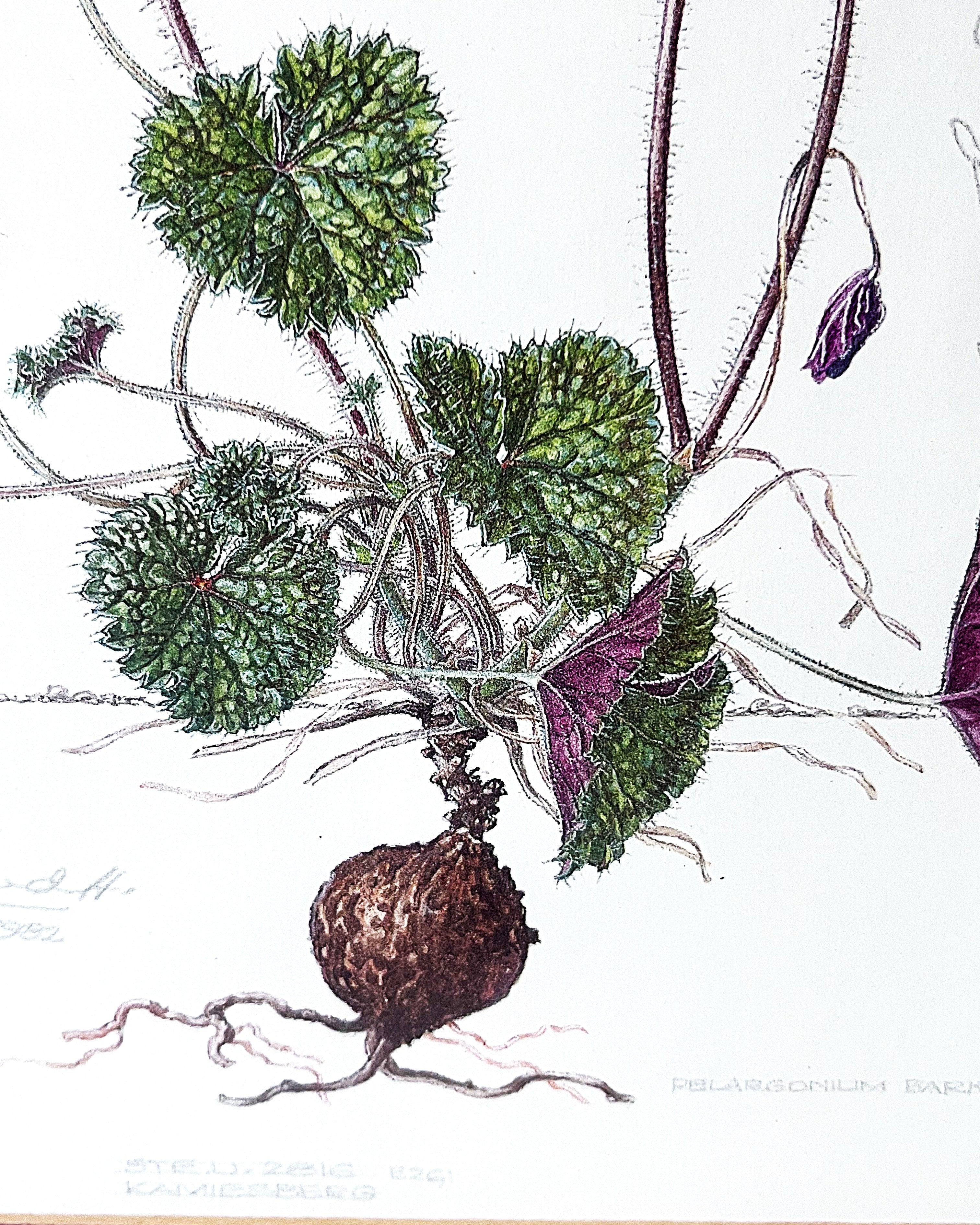 Wall Art: Botanical Plate Original by Ellaphie Ward-Hilhorst (Pelargonium barklyi)