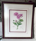 Wall Art: Botanical Plate Original by Ellaphie Ward-Hilhorst (Pelargonium cucullatum)