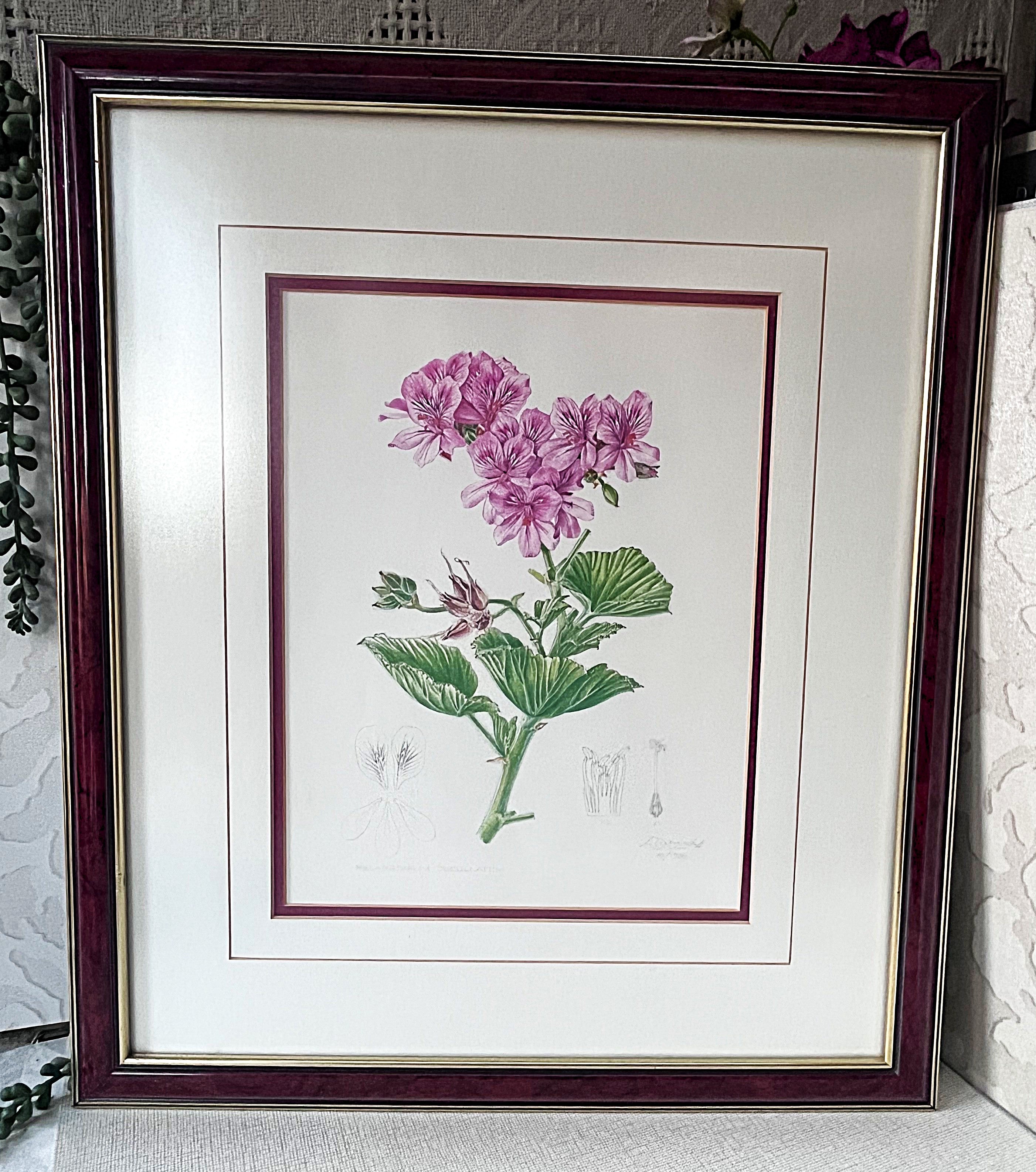 Wall Art: Botanical Plate Original by Ellaphie Ward-Hilhorst (Pelargonium cucullatum)