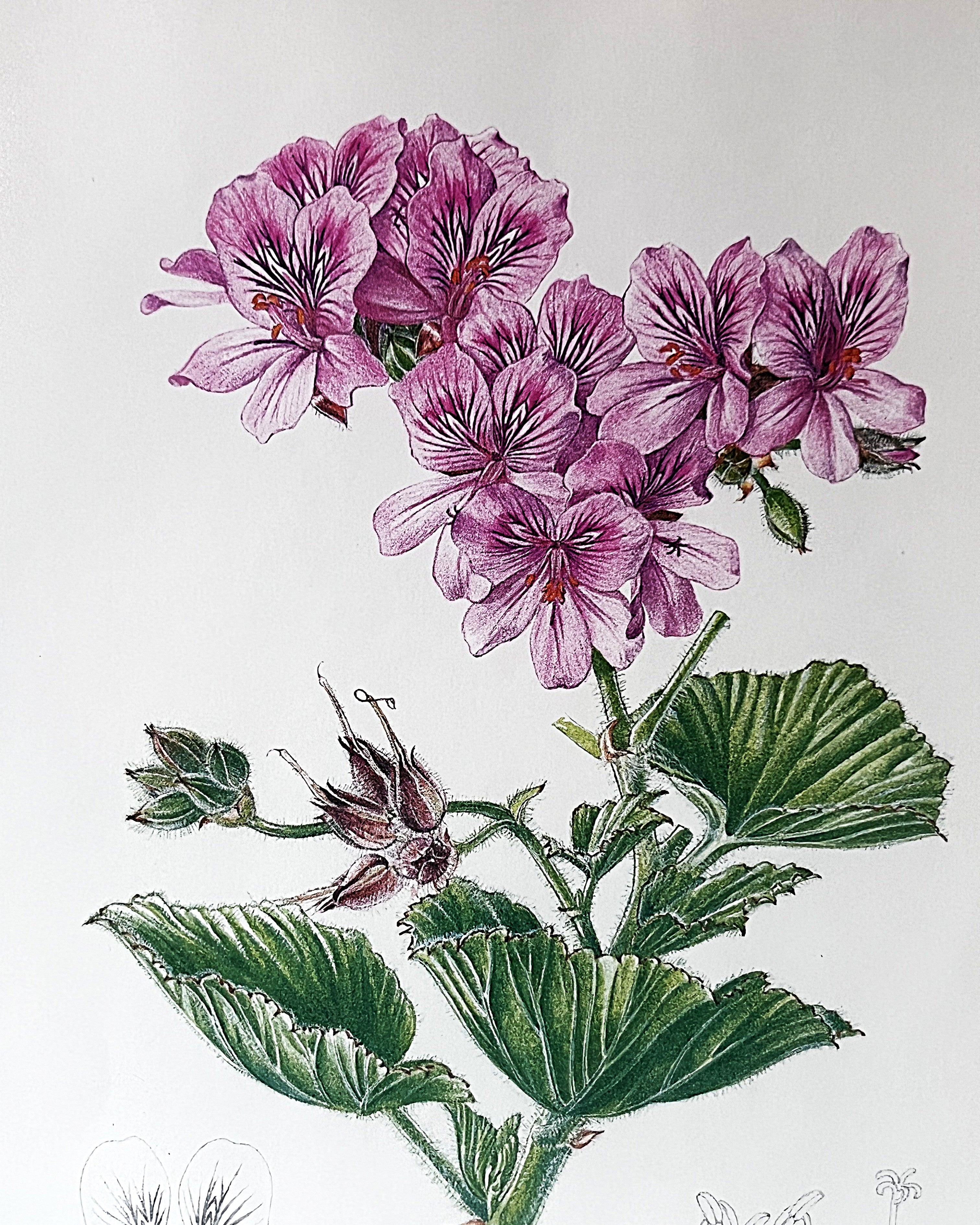 Wall Art: Botanical Plate Original by Ellaphie Ward-Hilhorst (Pelargonium cucullatum)