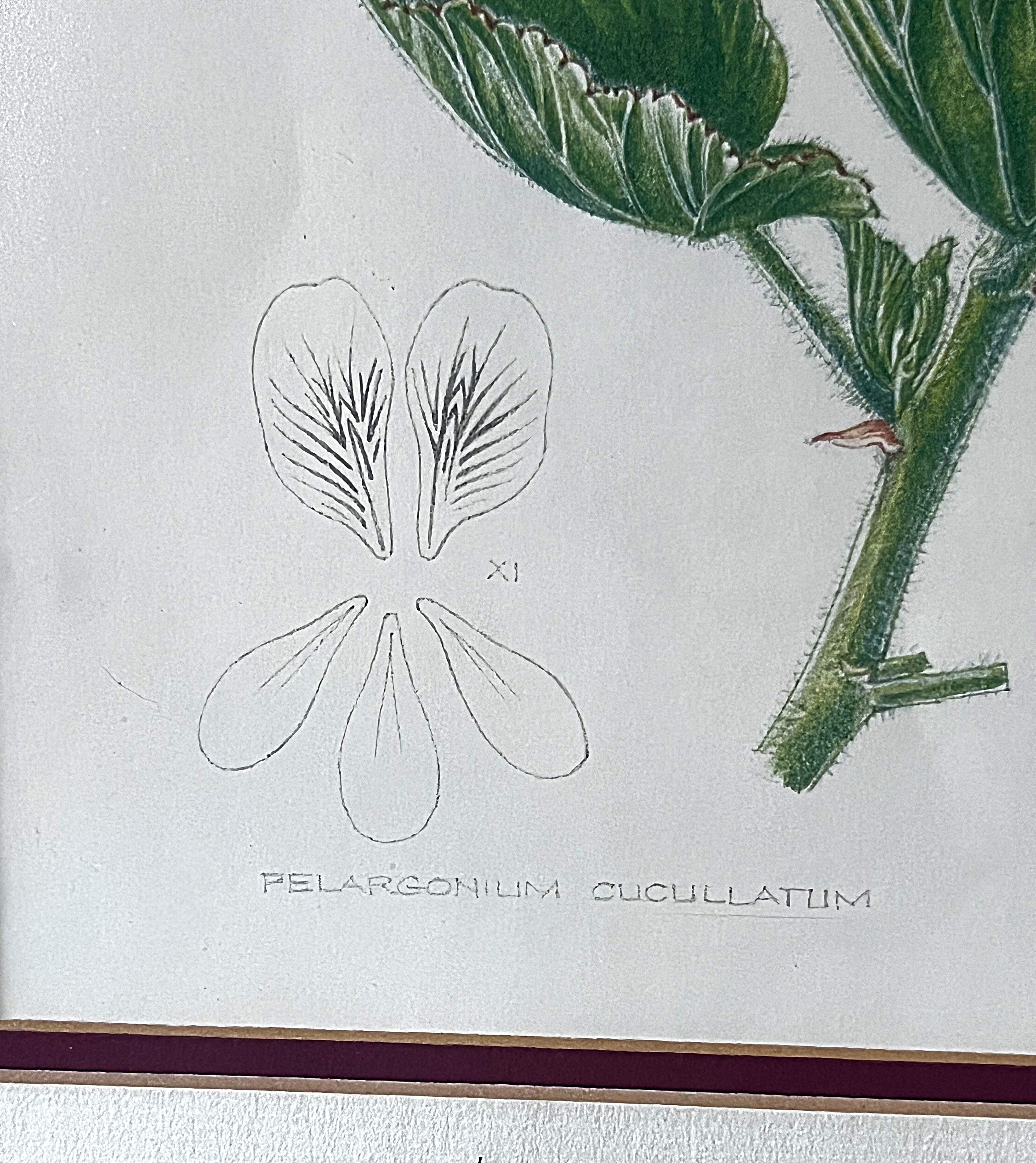Wall Art: Botanical Plate Original by Ellaphie Ward-Hilhorst (Pelargonium cucullatum)