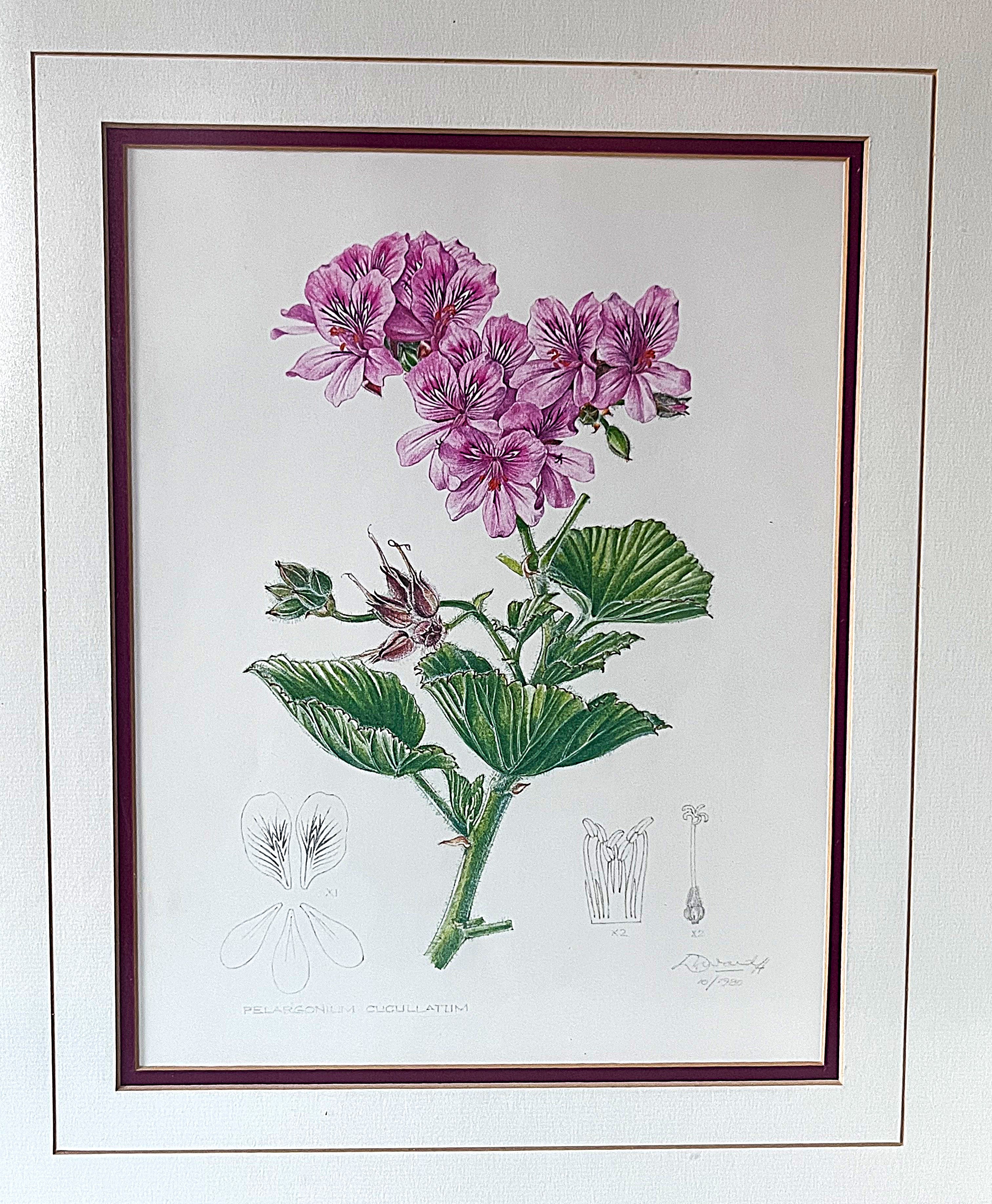 Wall Art: Botanical Plate Original by Ellaphie Ward-Hilhorst (Pelargonium cucullatum)