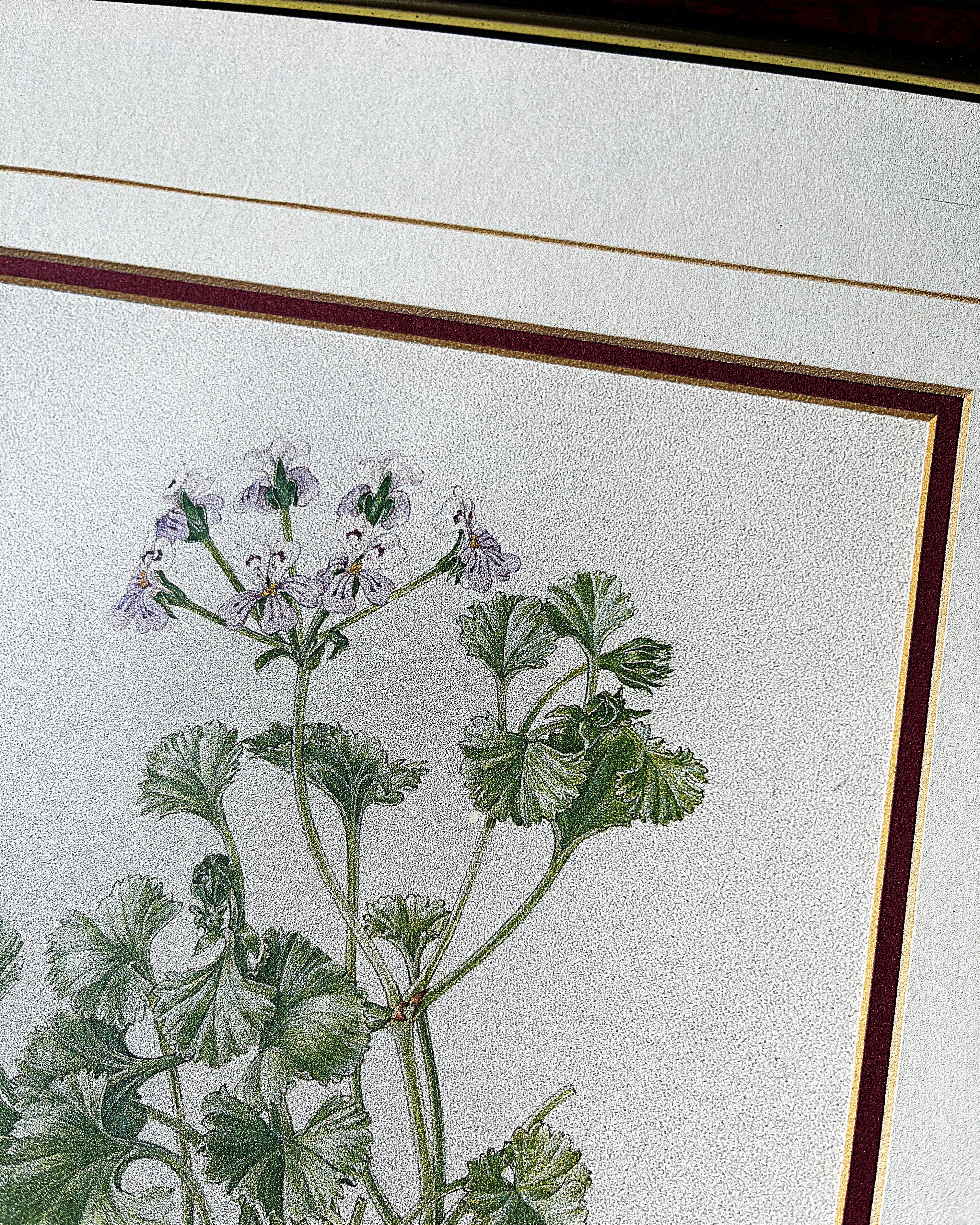 Wall Art: Botanical Plate Original by Ellaphie Ward-Hilhorst (Pelargonium crassicaule)