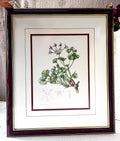 Wall Art: Botanical Plate Original by Ellaphie Ward-Hilhorst (Pelargonium crassicaule)