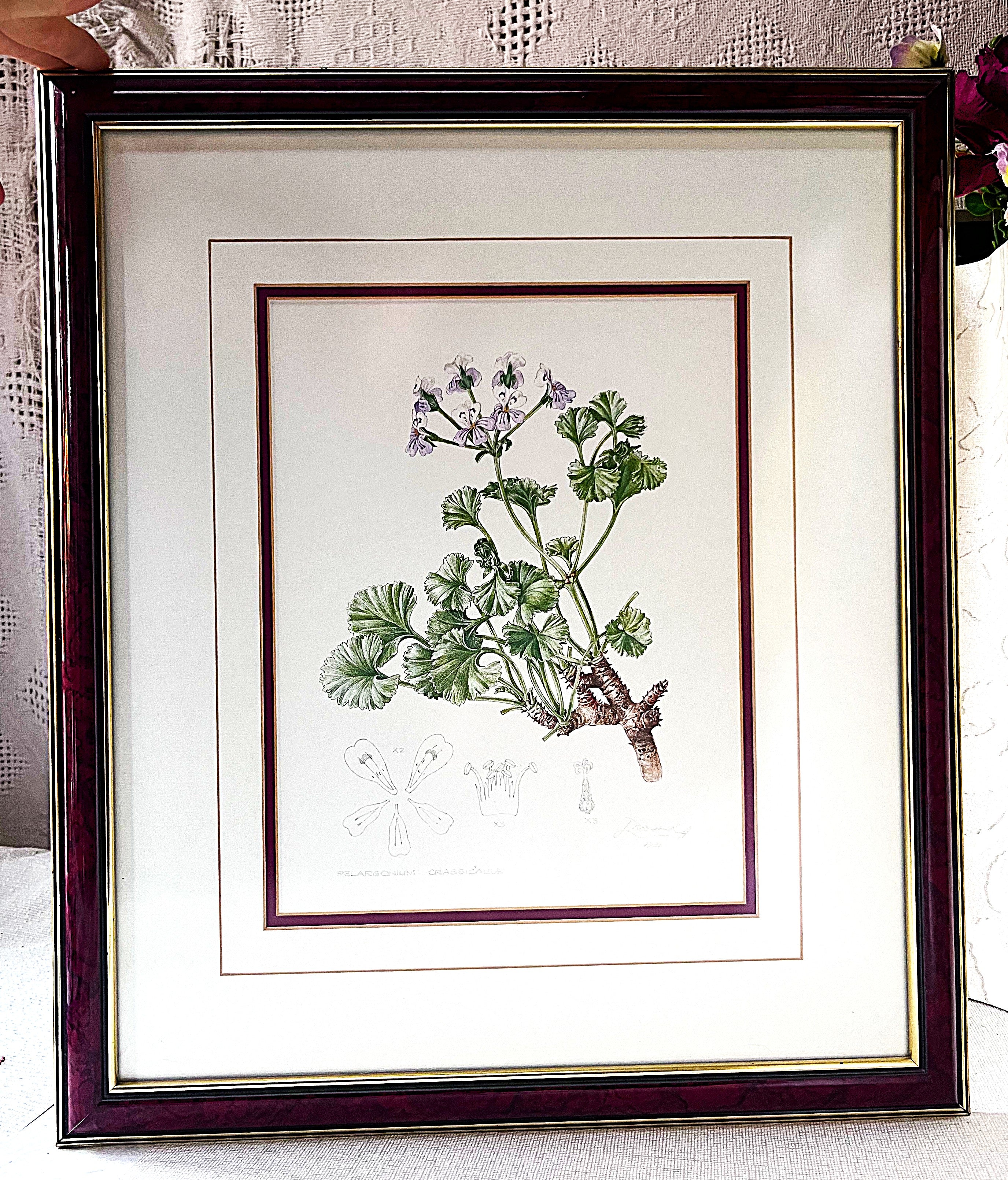 Wall Art: Botanical Plate Original by Ellaphie Ward-Hilhorst (Pelargonium crassicaule)