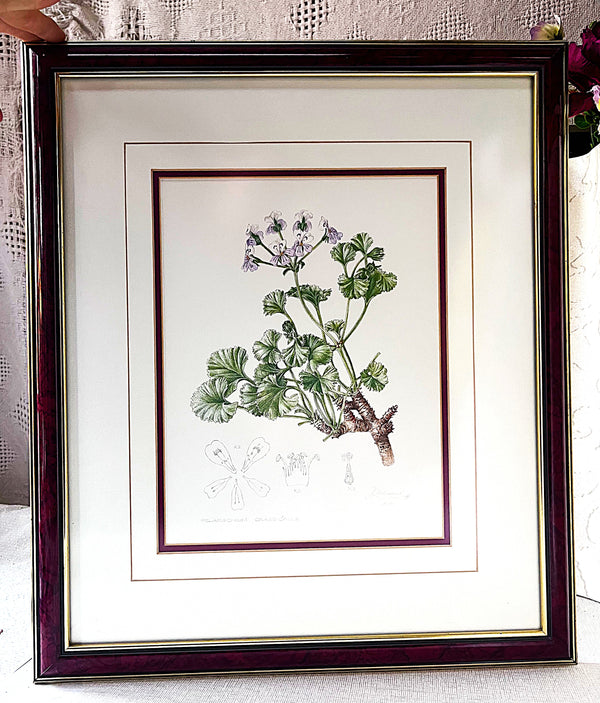 Wall Art: Botanical Plate Original by Ellaphie Ward-Hilhorst (Pelargonium crassicaule)
