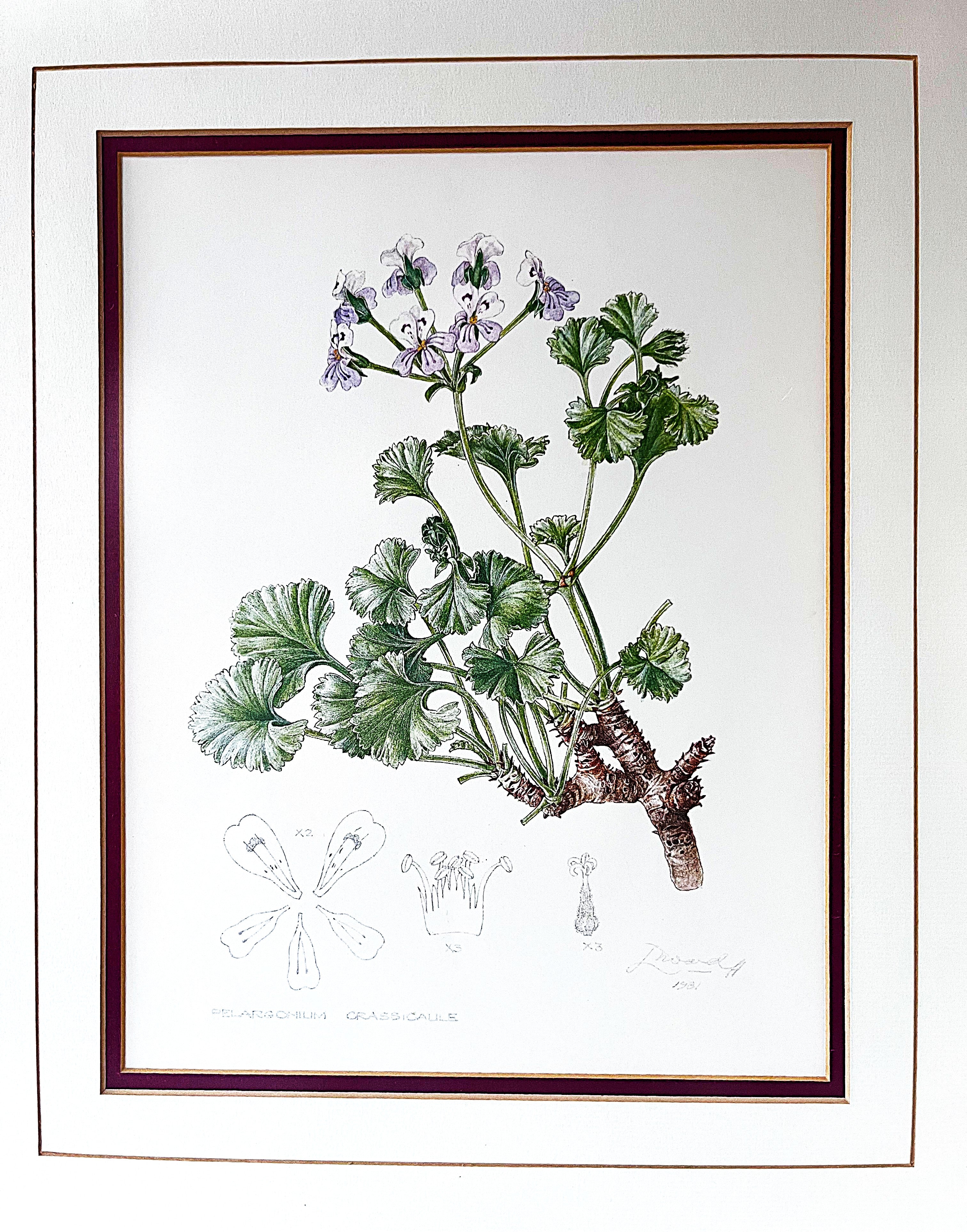 Wall Art: Botanical Plate Original by Ellaphie Ward-Hilhorst (Pelargonium crassicaule)