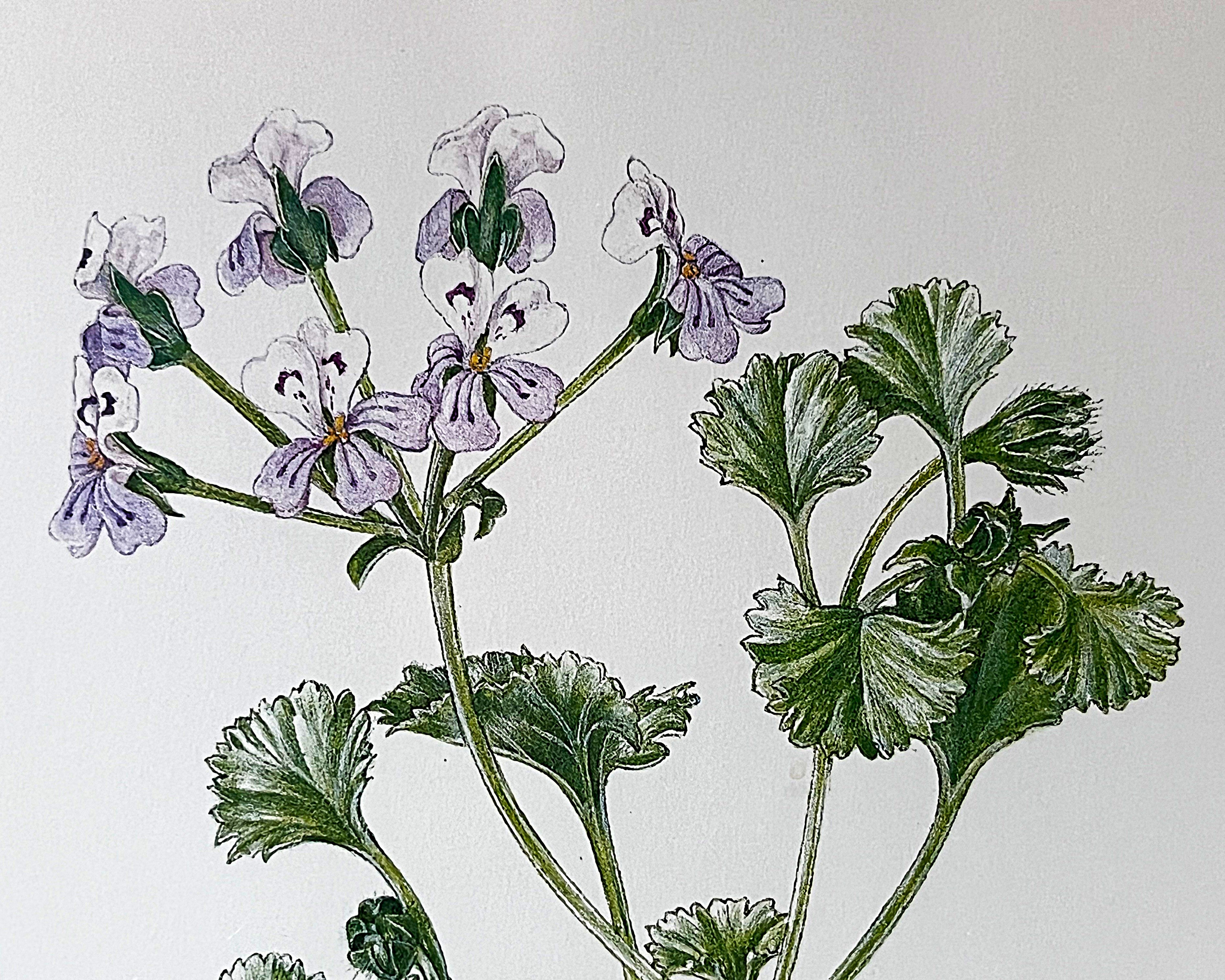 Wall Art: Botanical Plate Original by Ellaphie Ward-Hilhorst (Pelargonium crassicaule)