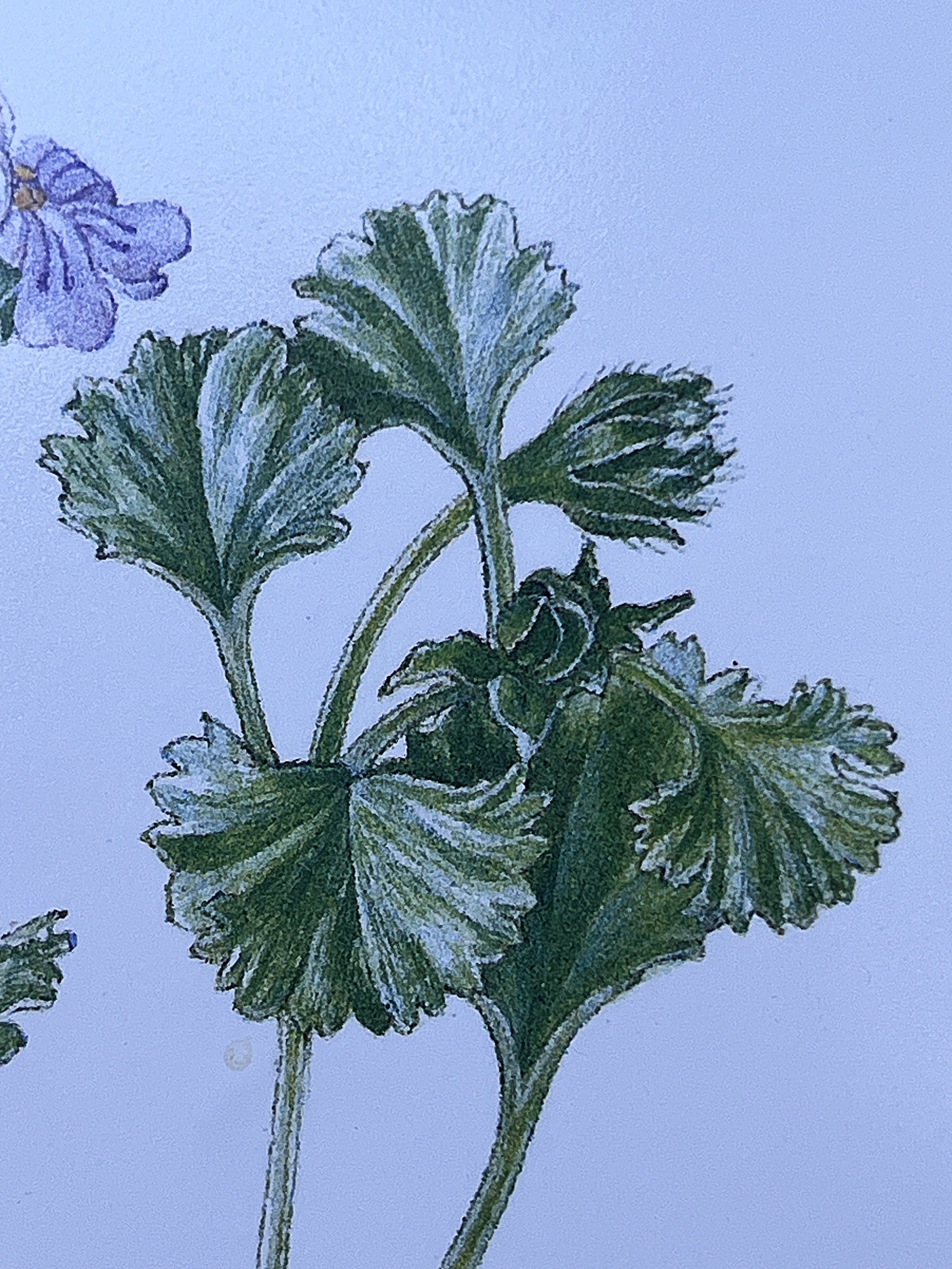 Wall Art: Botanical Plate Original by Ellaphie Ward-Hilhorst (Pelargonium crassicaule)