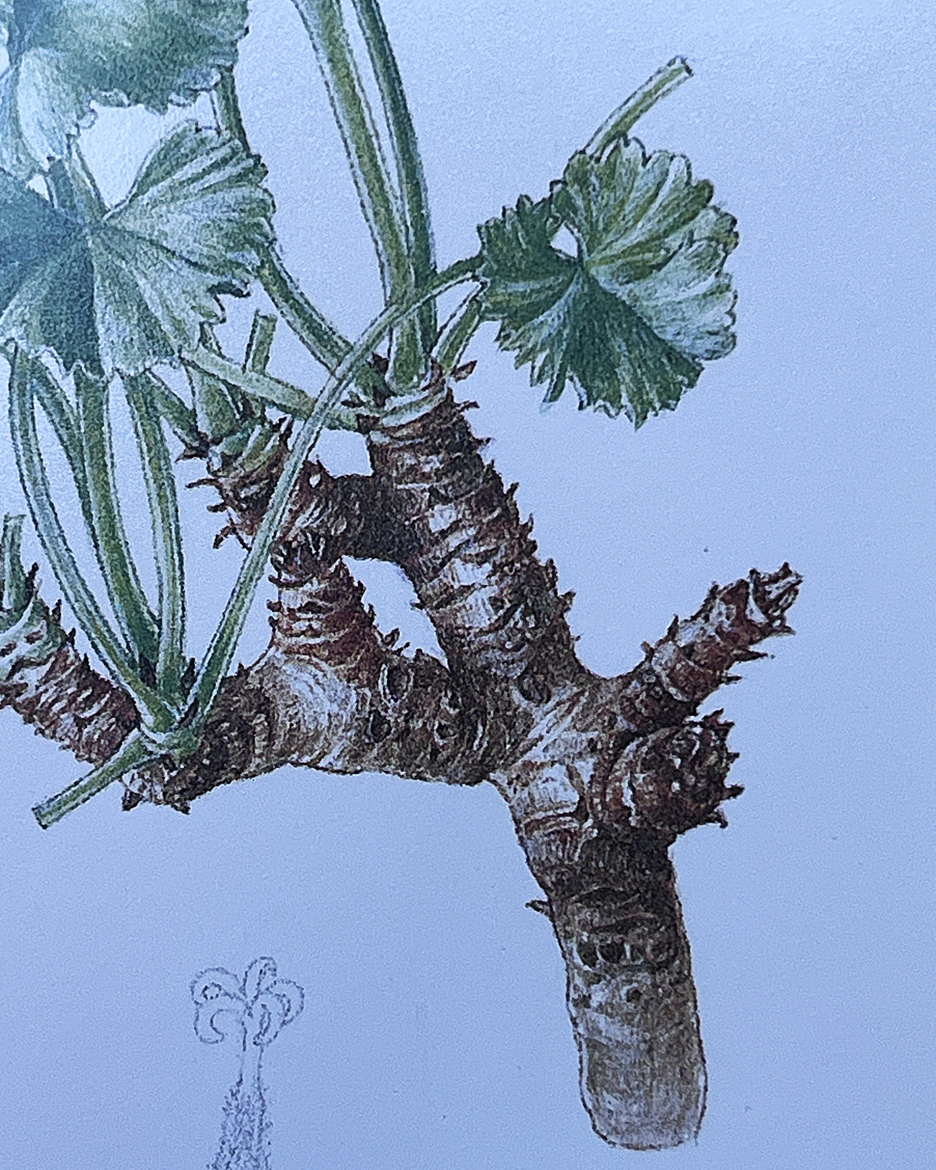 Wall Art: Botanical Plate Original by Ellaphie Ward-Hilhorst (Pelargonium crassicaule)