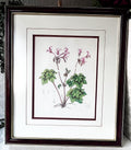 Wall Art: Botanical Plate Original by Ellaphie Ward-Hilhorst (Pelargonium transvaalense)
