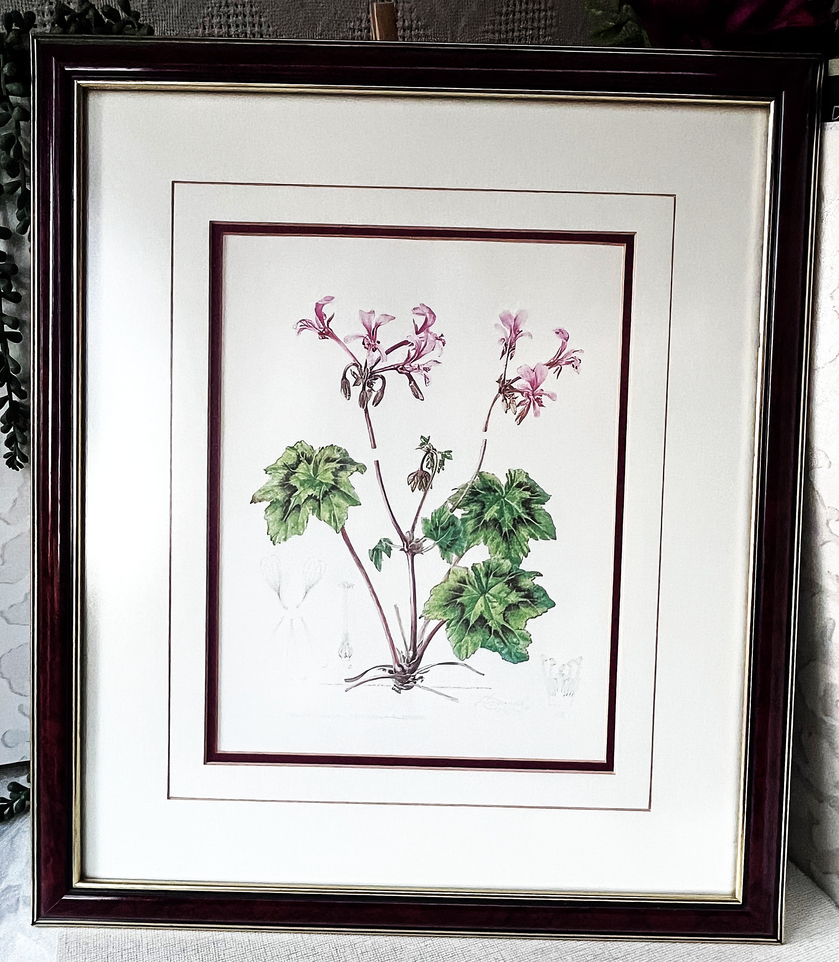 Wall Art: Botanical Plate Original by Ellaphie Ward-Hilhorst (Pelargonium transvaalense)