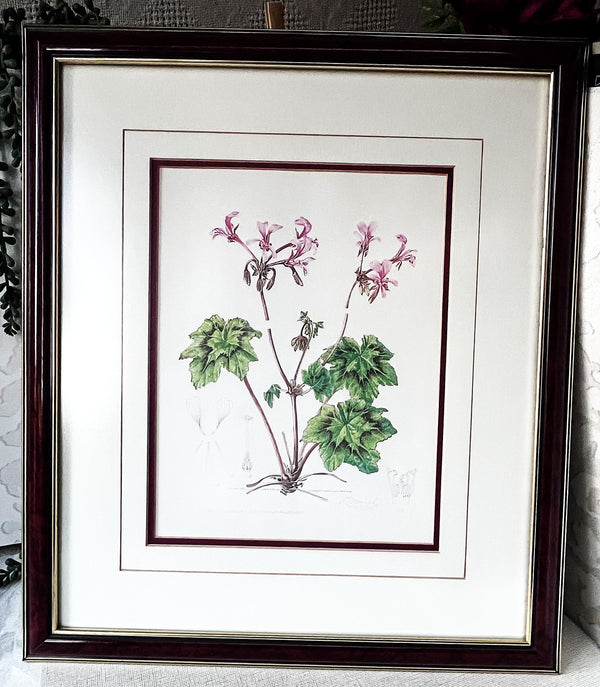 Wall Art: Botanical Plate Original by Ellaphie Ward-Hilhorst (Pelargonium transvaalense)
