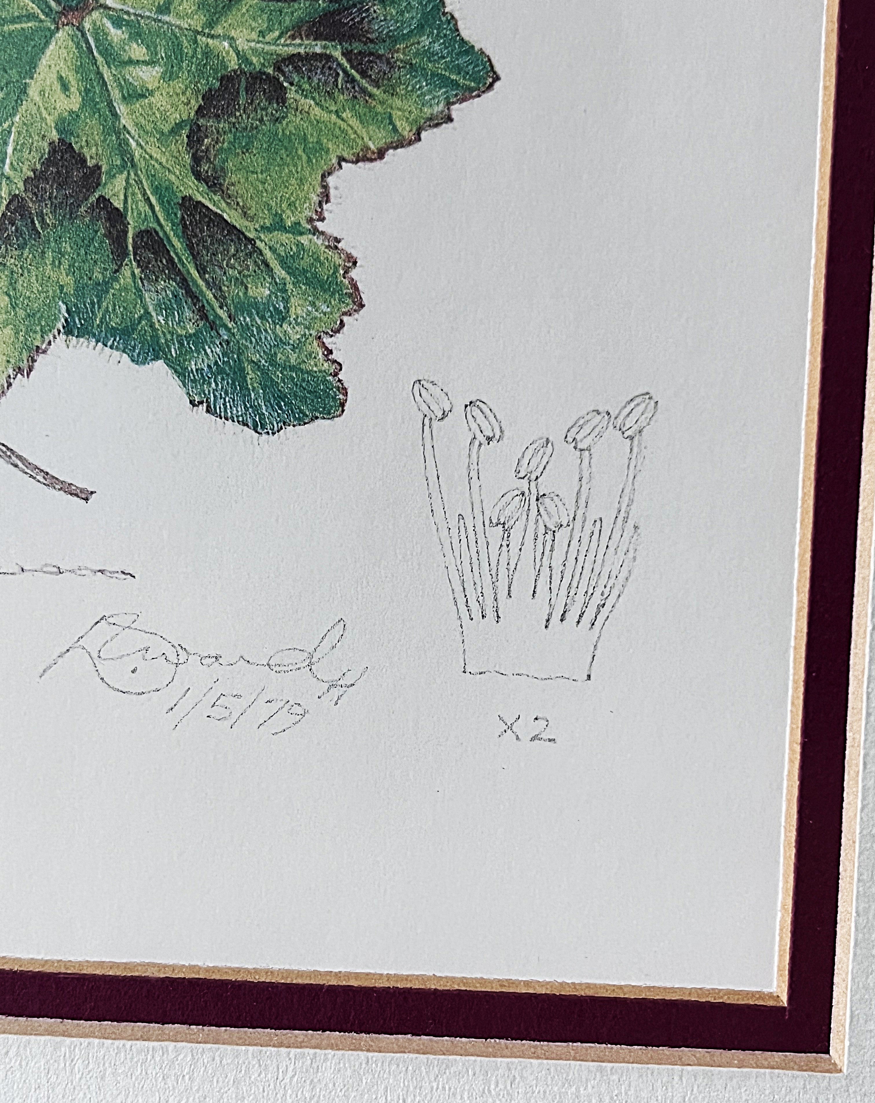 Wall Art: Botanical Plate Original by Ellaphie Ward-Hilhorst (Pelargonium transvaalense)