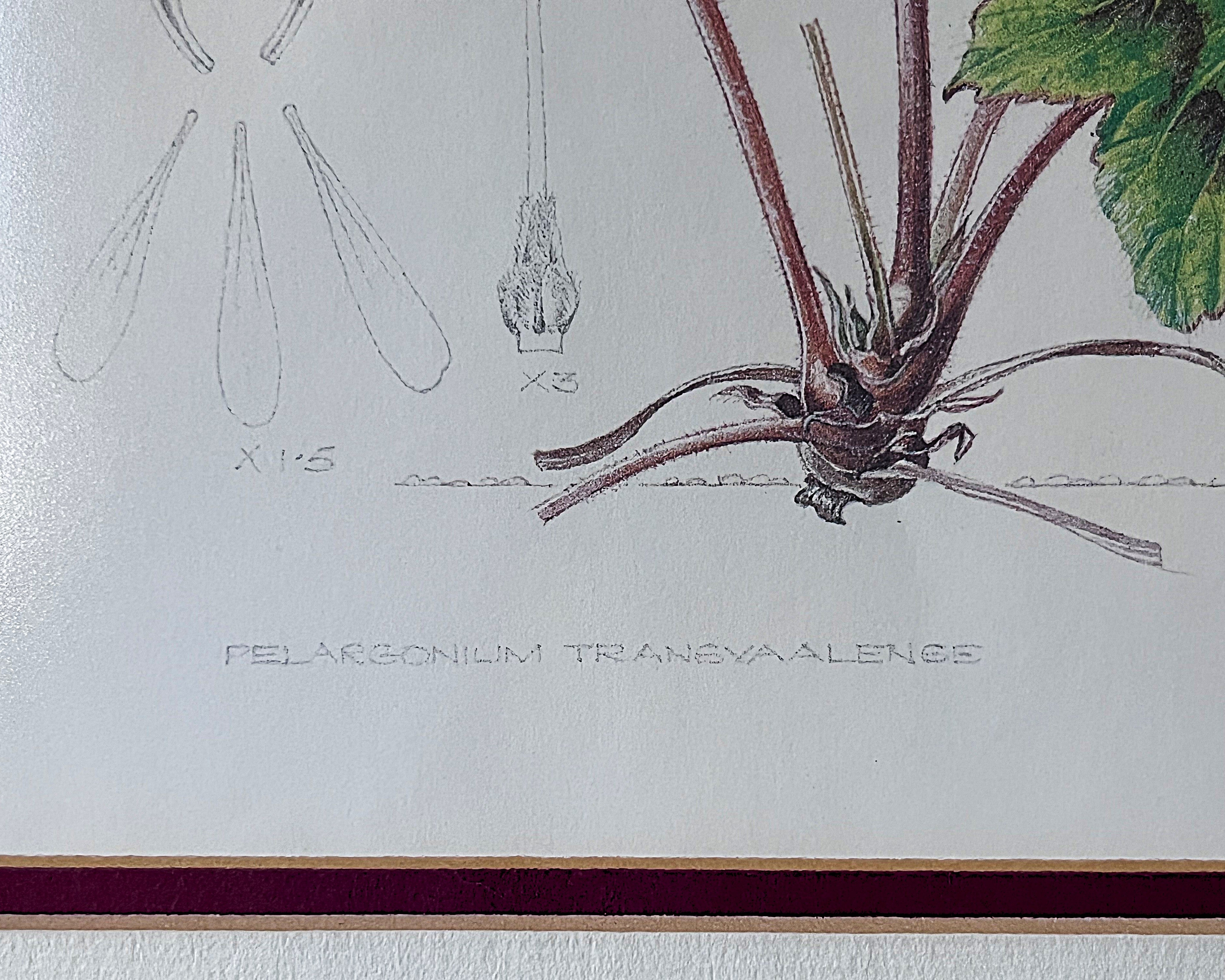 Wall Art: Botanical Plate Original by Ellaphie Ward-Hilhorst (Pelargonium transvaalense)