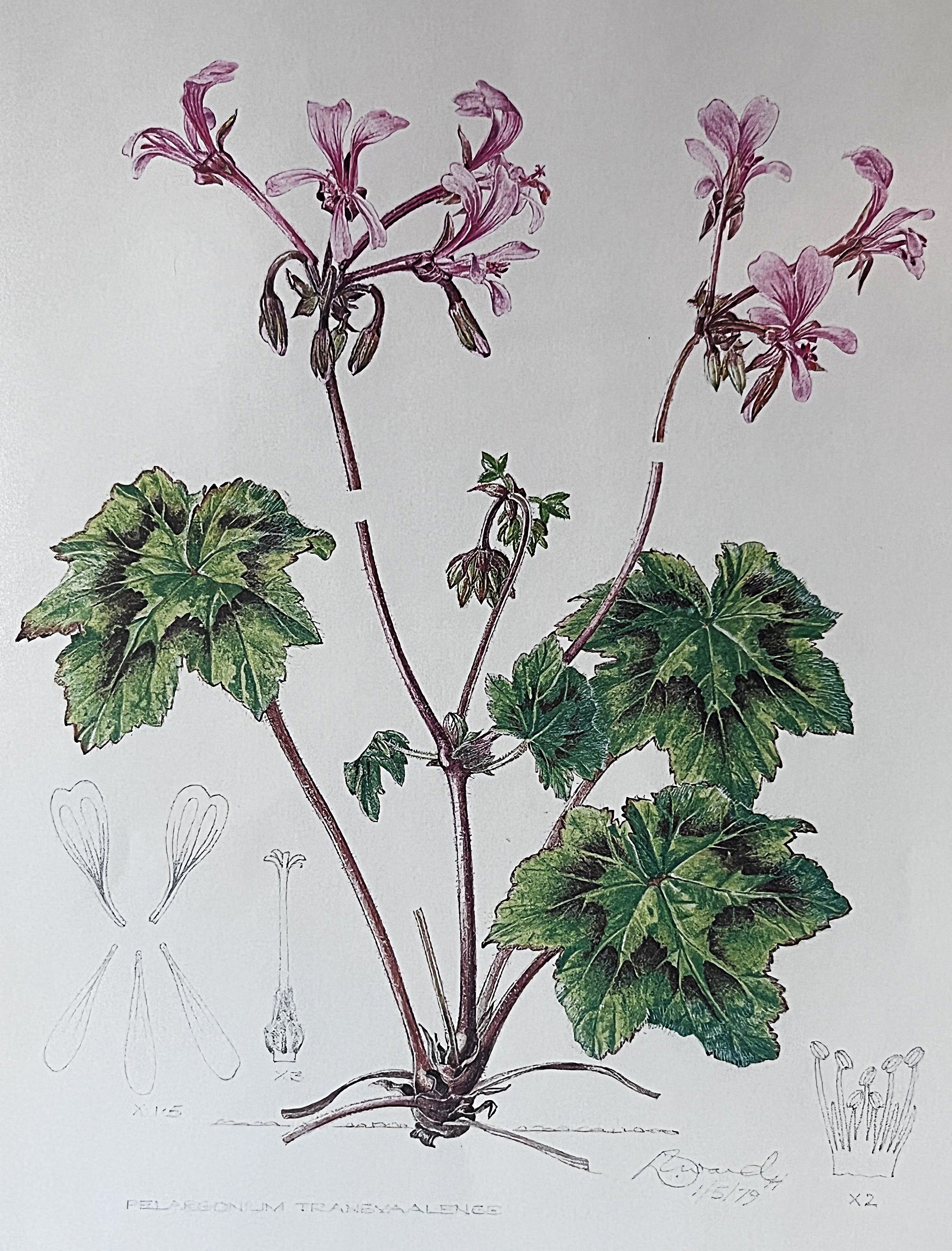 Wall Art: Botanical Plate Original by Ellaphie Ward-Hilhorst (Pelargonium transvaalense)