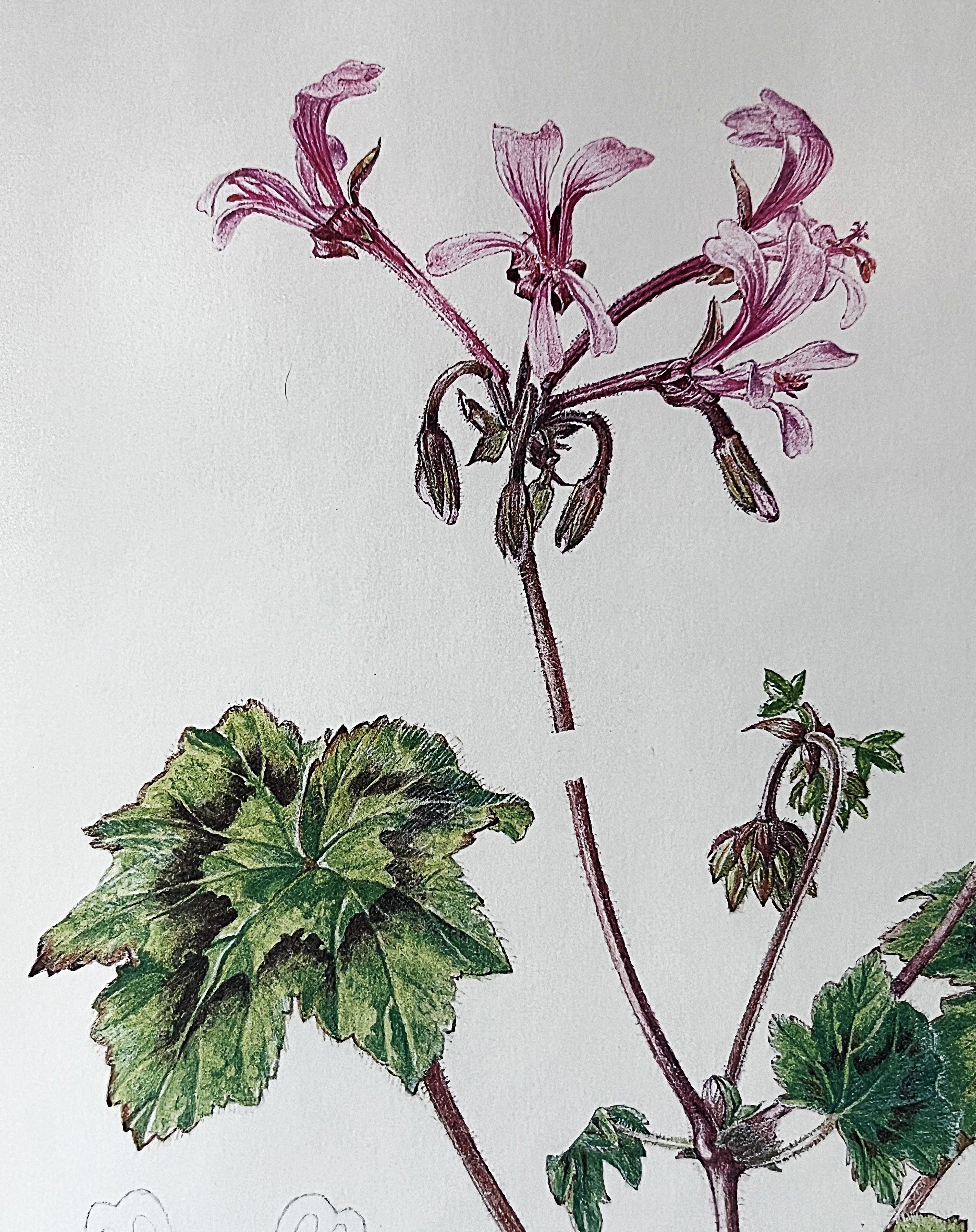 Wall Art: Botanical Plate Original by Ellaphie Ward-Hilhorst (Pelargonium transvaalense)