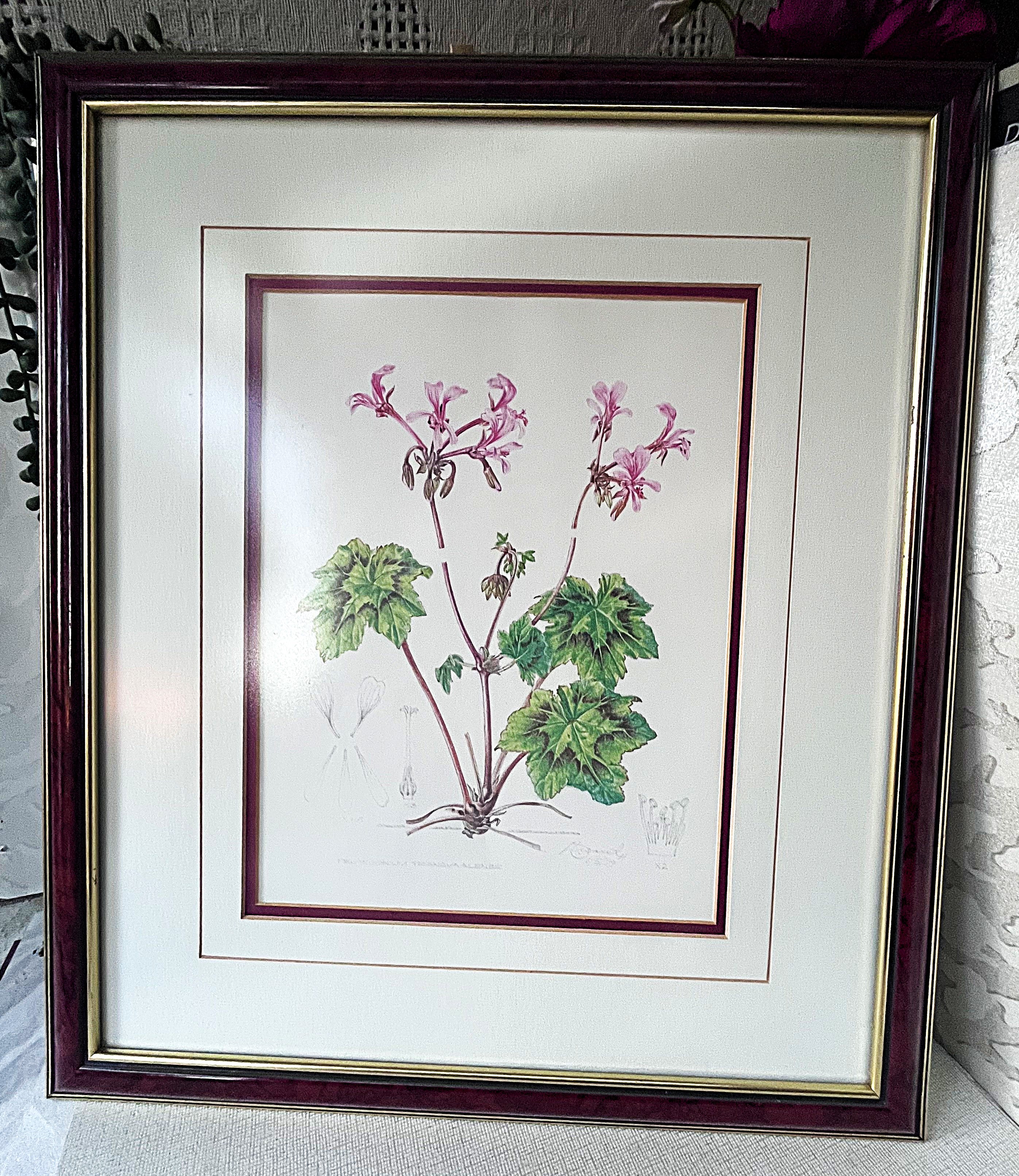 Wall Art: Botanical Plate Original by Ellaphie Ward-Hilhorst (Pelargonium transvaalense)