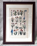 Wall Art: Botanical Plate Reproduction by Sir John Hill
