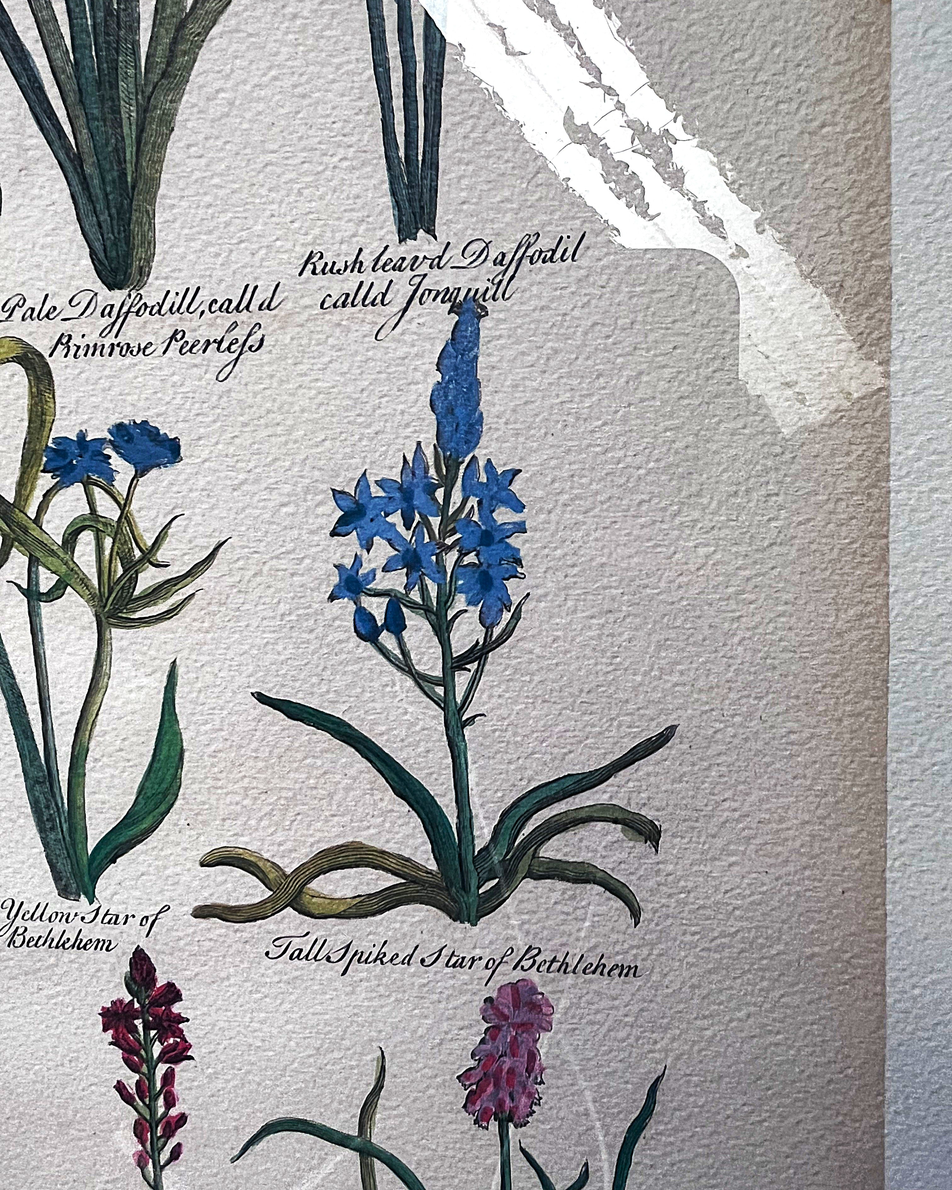 Wall Art: Botanical Plate Reproduction by Sir John Hill