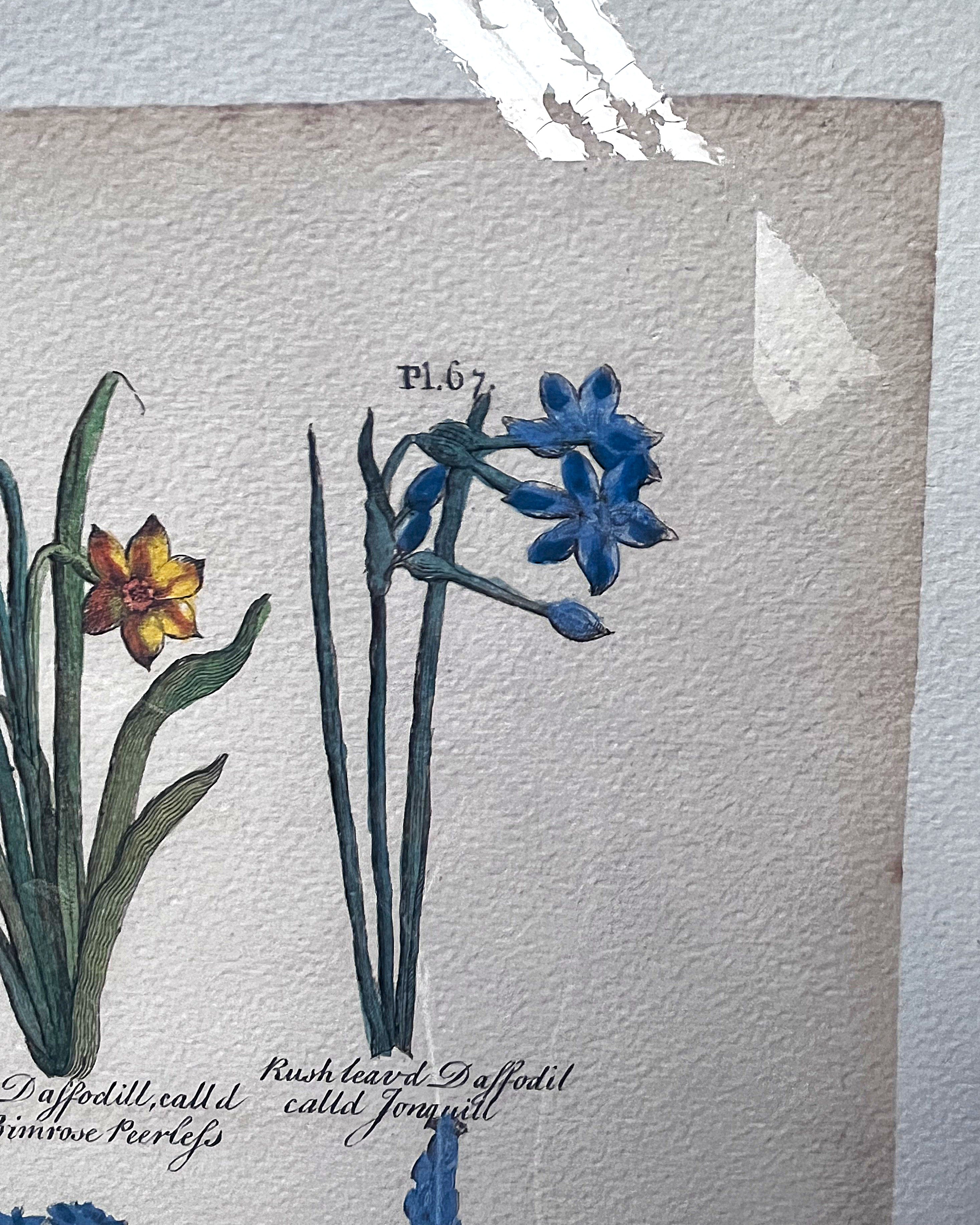 Wall Art: Botanical Plate Reproduction by Sir John Hill