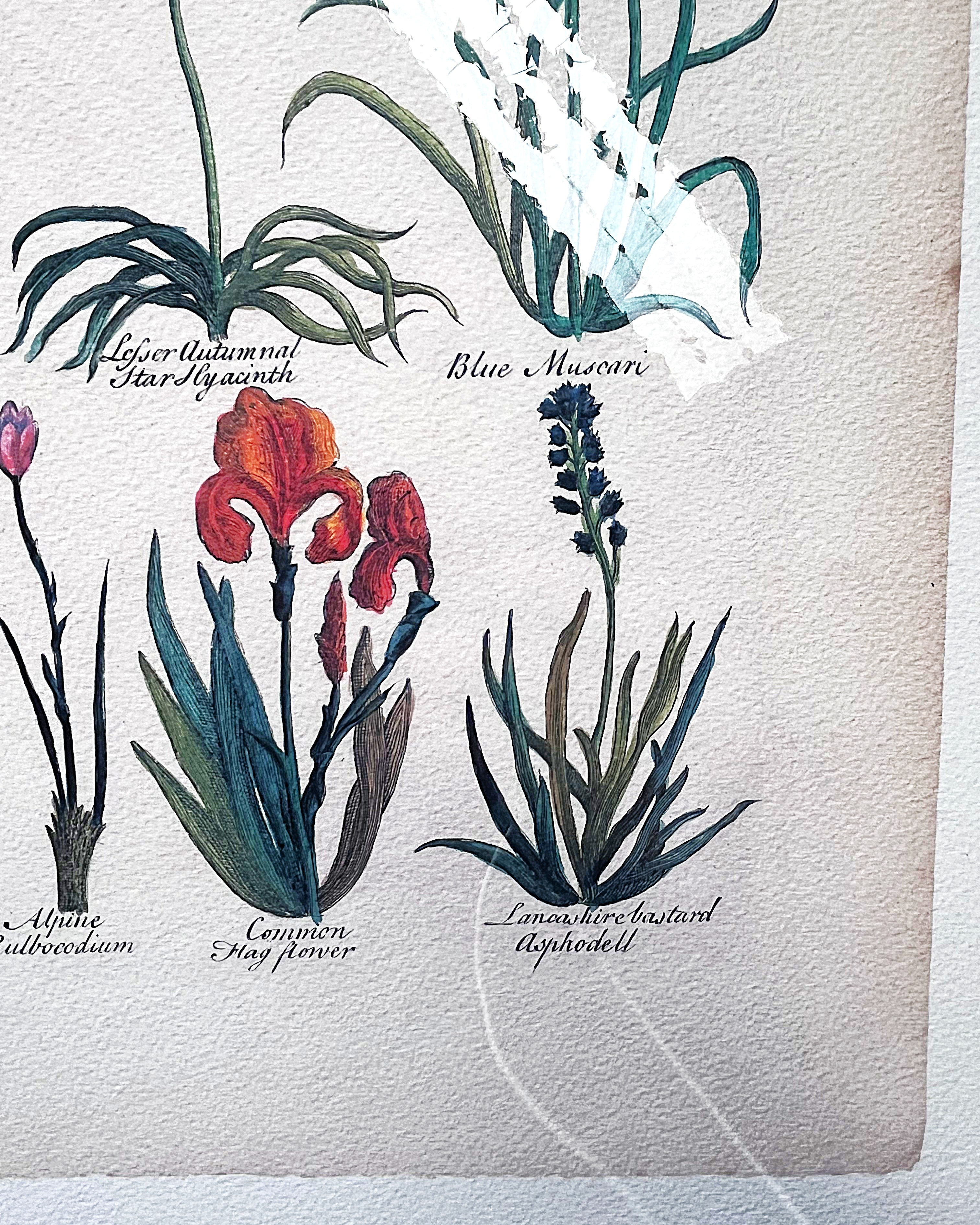 Wall Art: Botanical Plate Reproduction by Sir John Hill