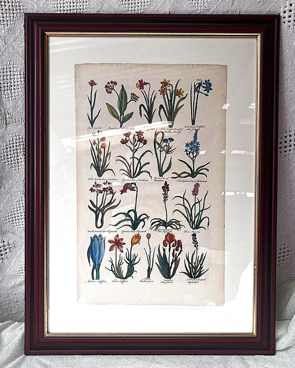 Wall Art: Botanical Plate Reproduction by Sir John Hill