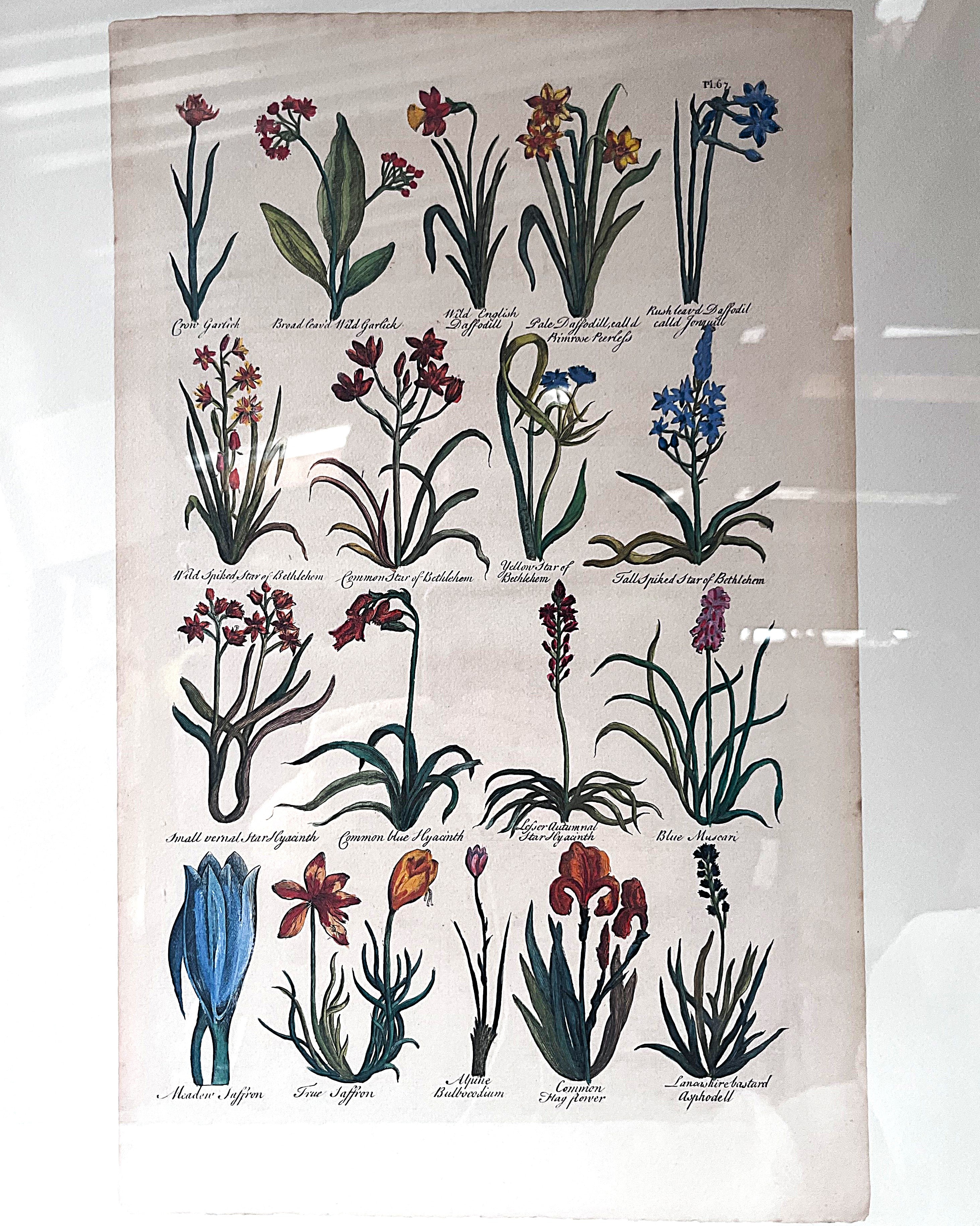 Wall Art: Botanical Plate Reproduction by Sir John Hill