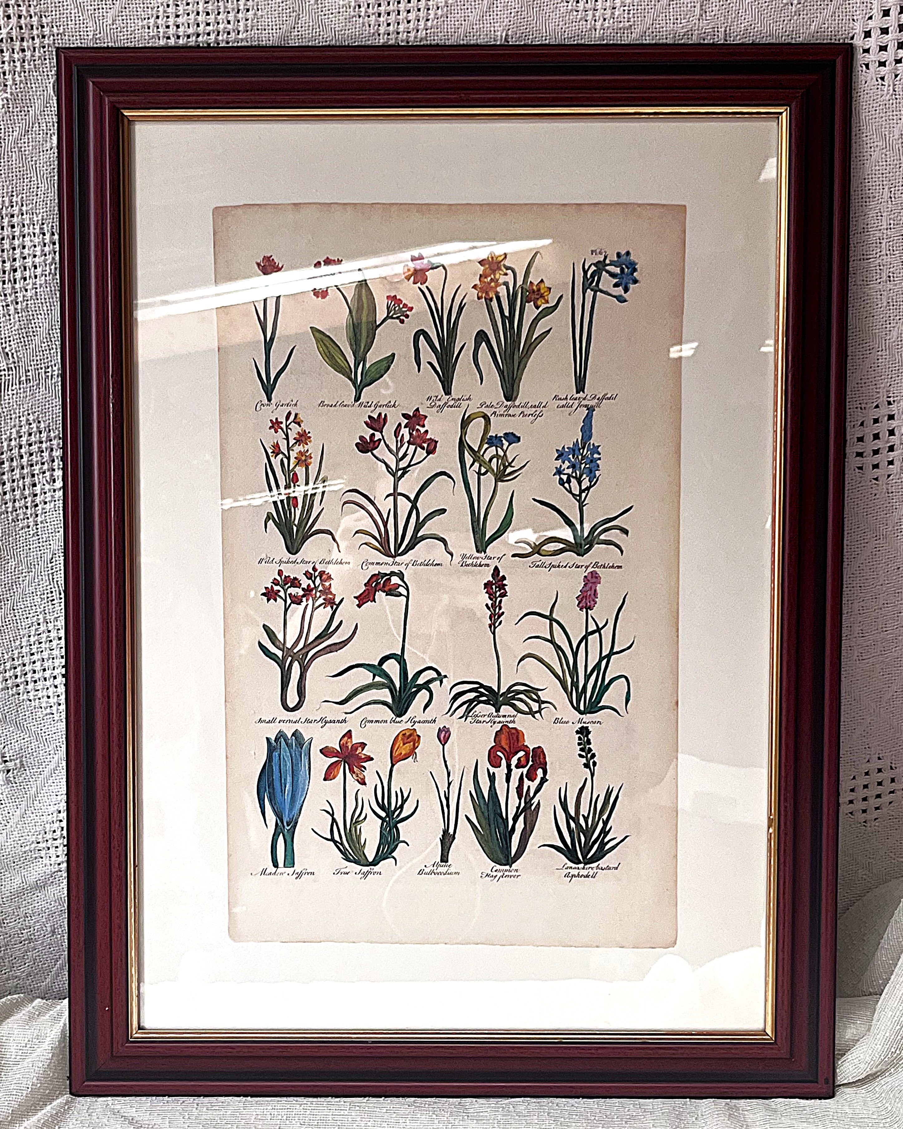 Wall Art: Botanical Plate Reproduction by Sir John Hill