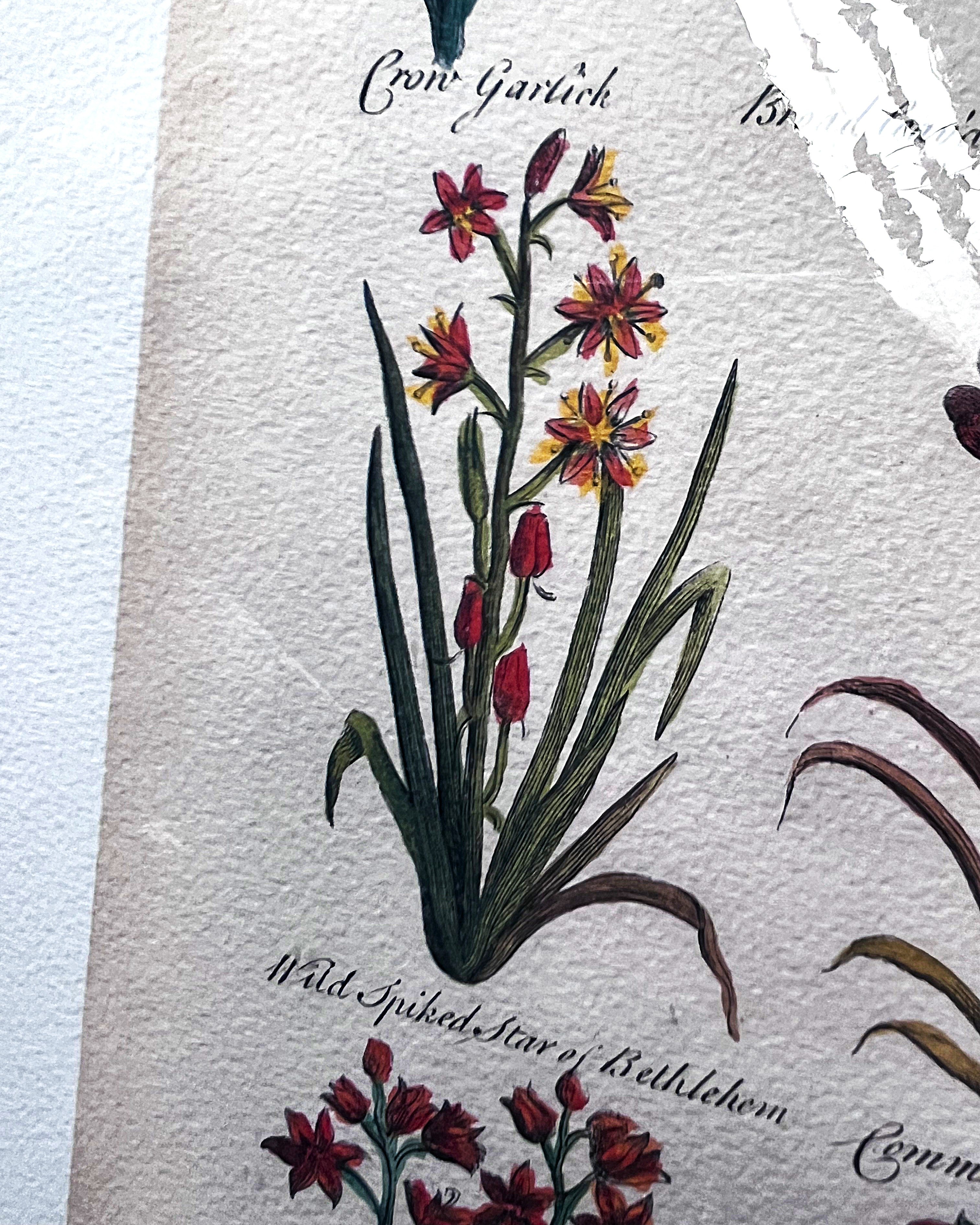 Wall Art: Botanical Plate Reproduction by Sir John Hill
