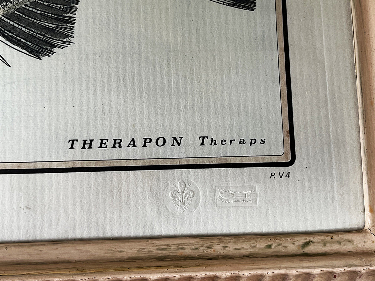 Natural History: Original Therapon Theraps Hand-Coloured Fish Engraving