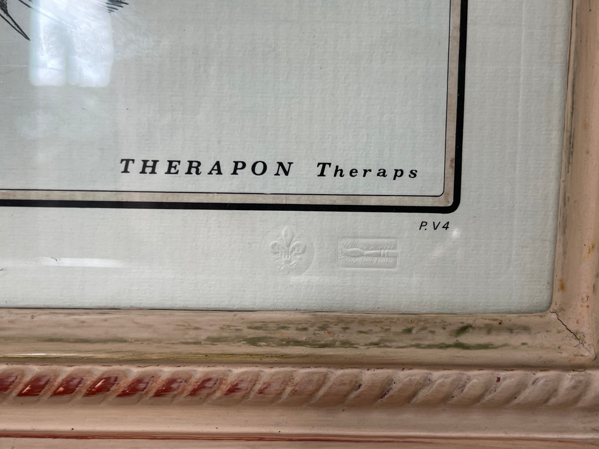 Natural History: Original Therapon Theraps Hand-Coloured Fish Engraving