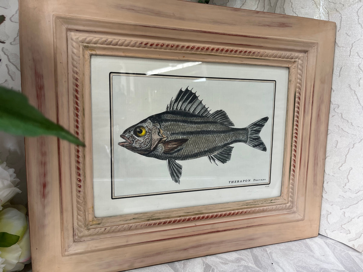 Natural History: Original Therapon Theraps Hand-Coloured Fish Engraving