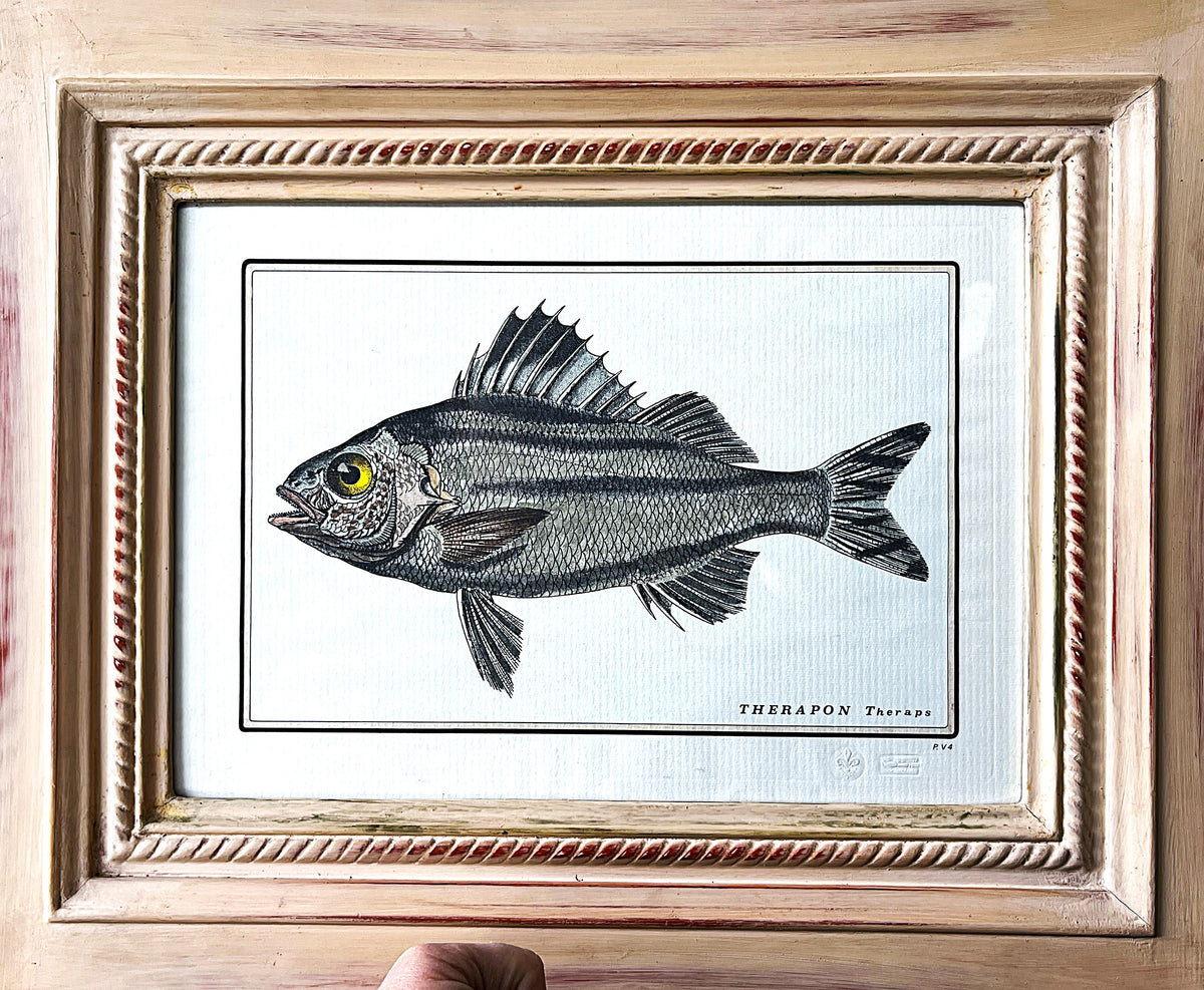 Natural History: Original Therapon Theraps Hand-Coloured Fish Engraving