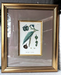Wall Art: English Botany Sweet Chestnut Print Plate 1290