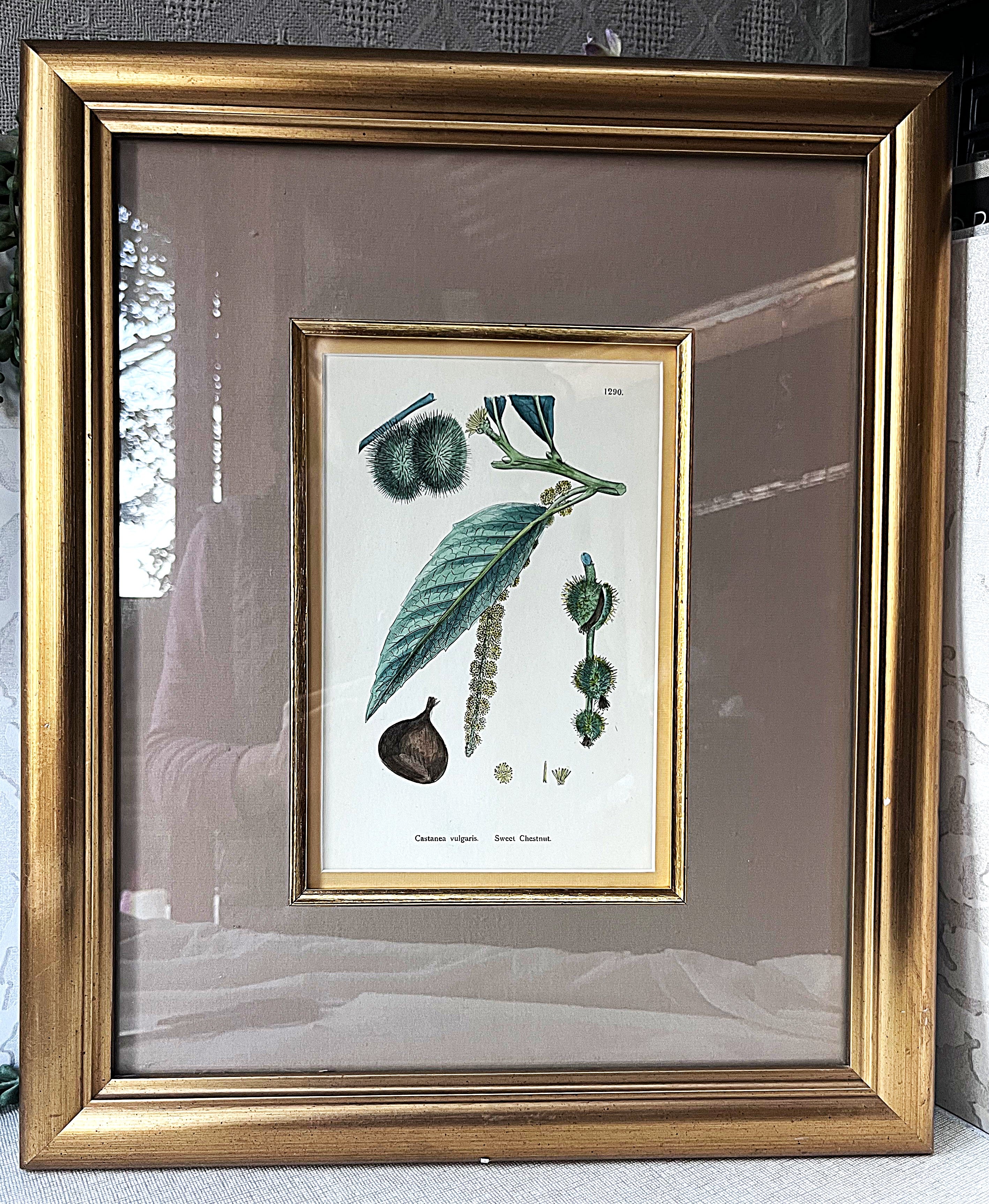 Wall Art: English Botany Sweet Chestnut Print Plate 1290