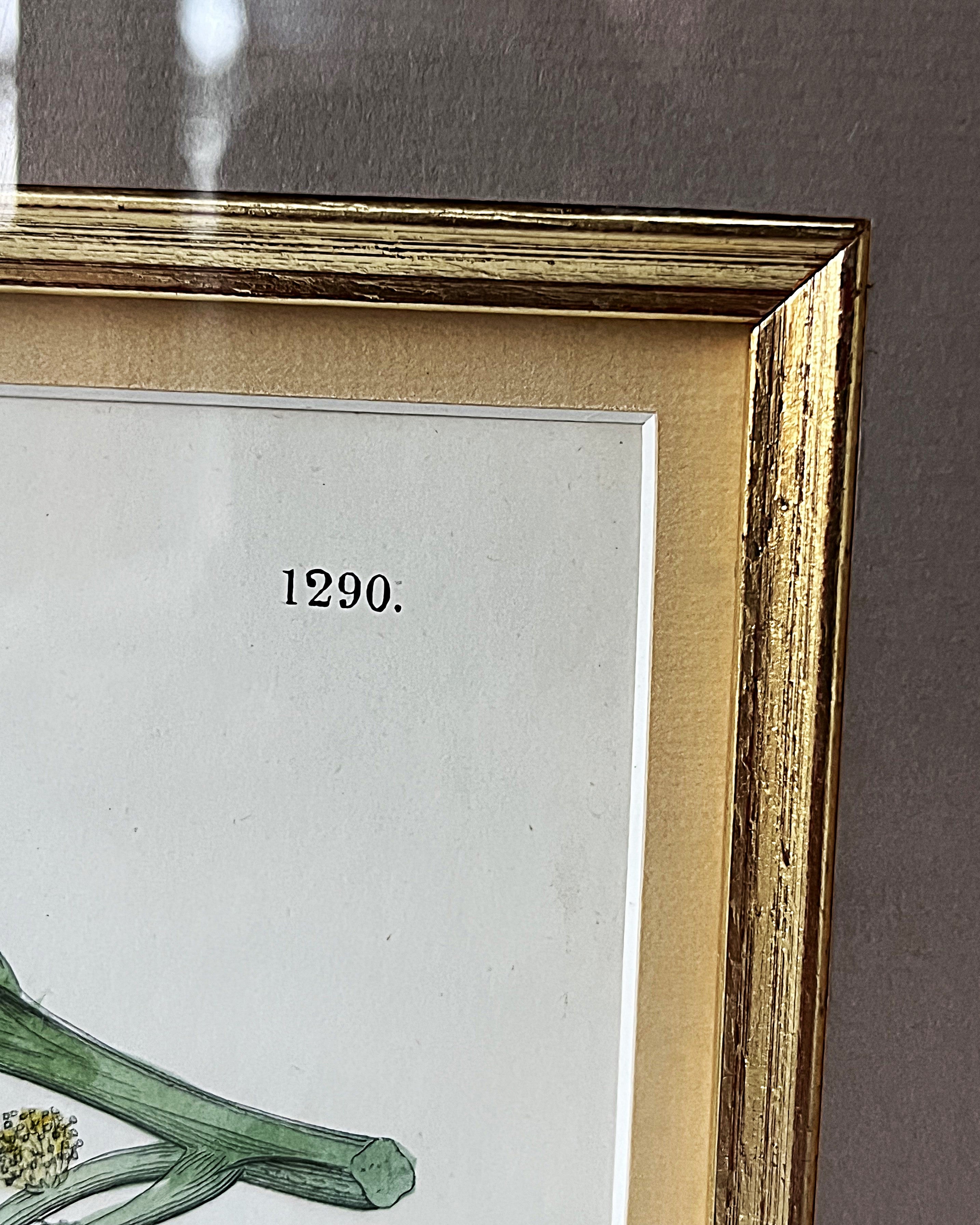 Wall Art: English Botany Sweet Chestnut Print Plate 1290