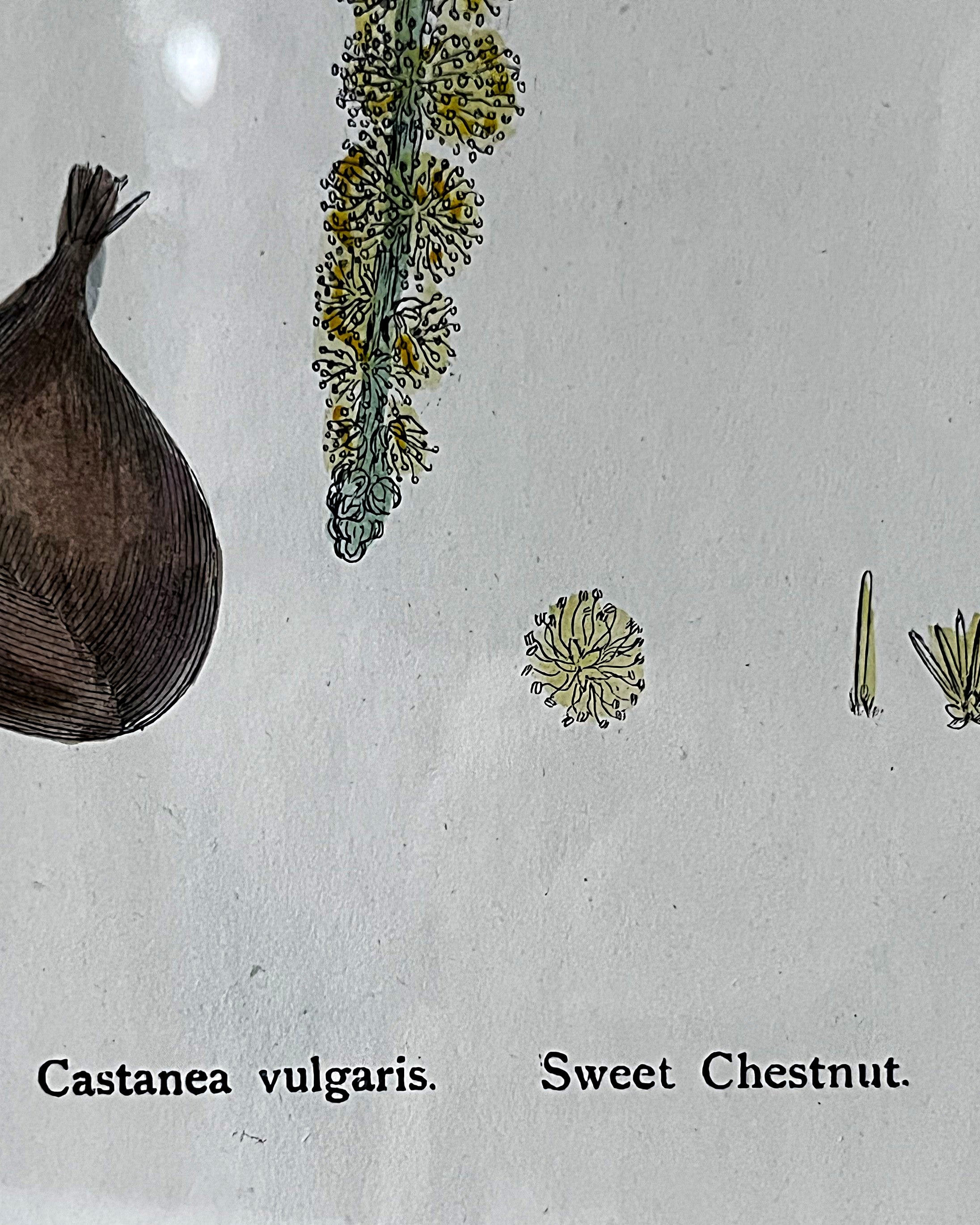 Wall Art: English Botany Sweet Chestnut Print Plate 1290
