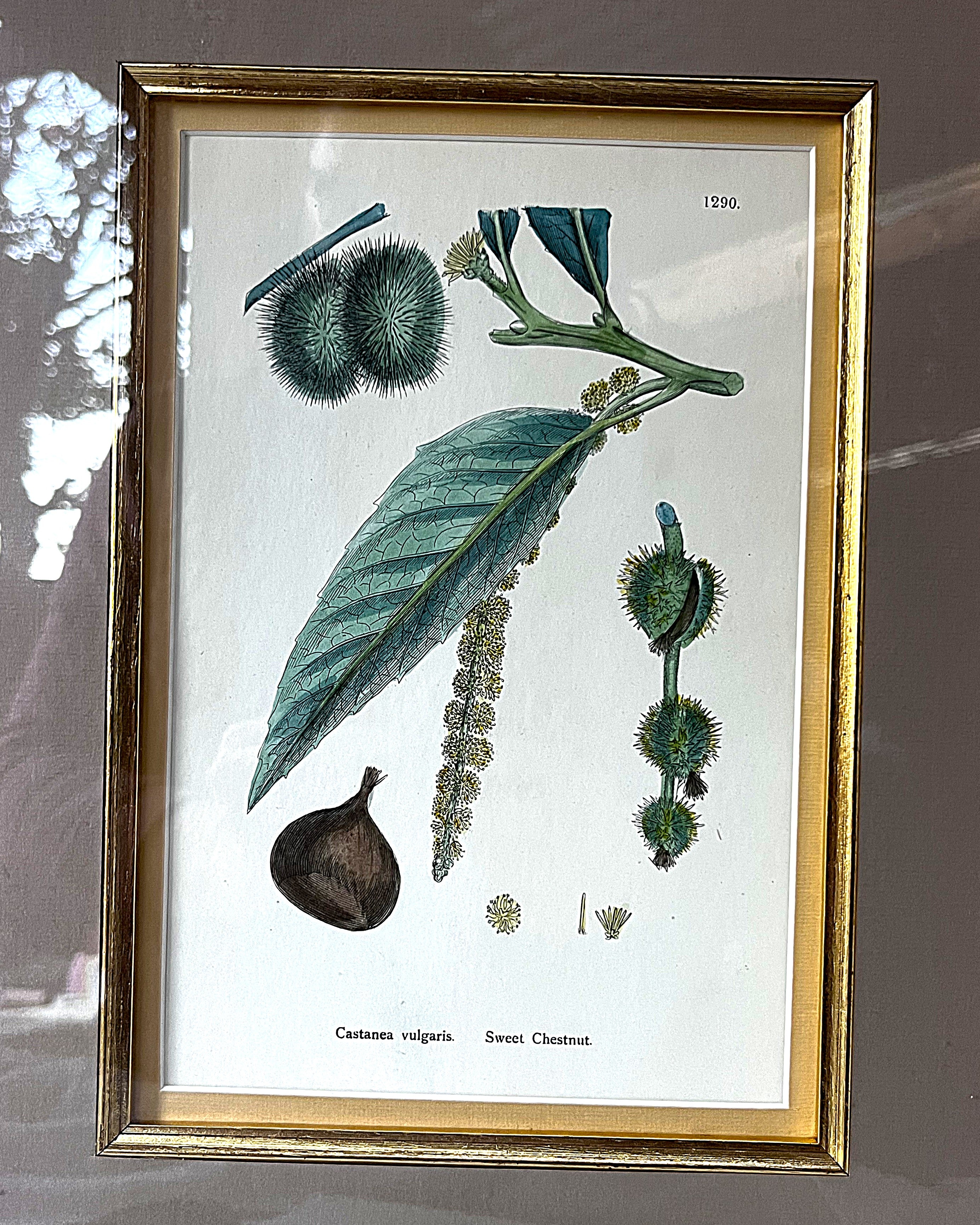 Wall Art: English Botany Sweet Chestnut Print Plate 1290