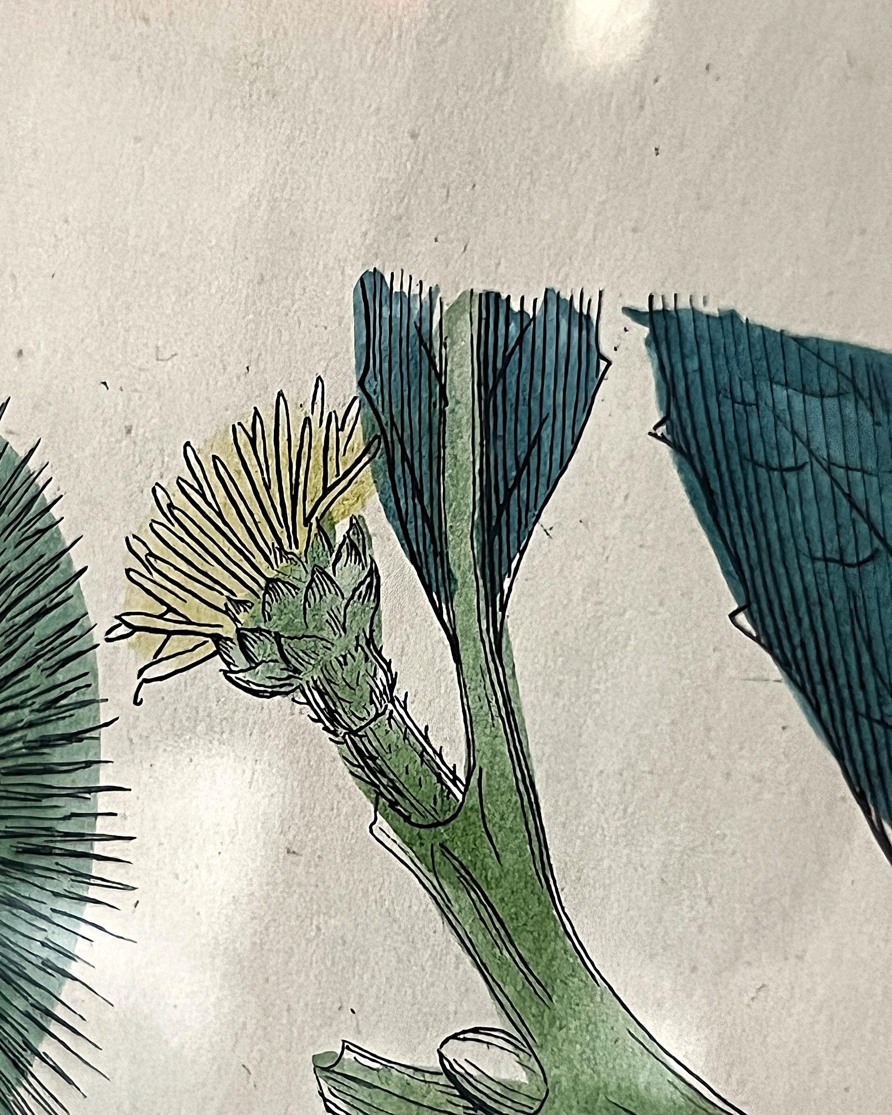 Wall Art: English Botany Sweet Chestnut Print Plate 1290