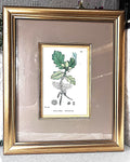Wall Art: English Botany Sessile Oak Print Plate 1289