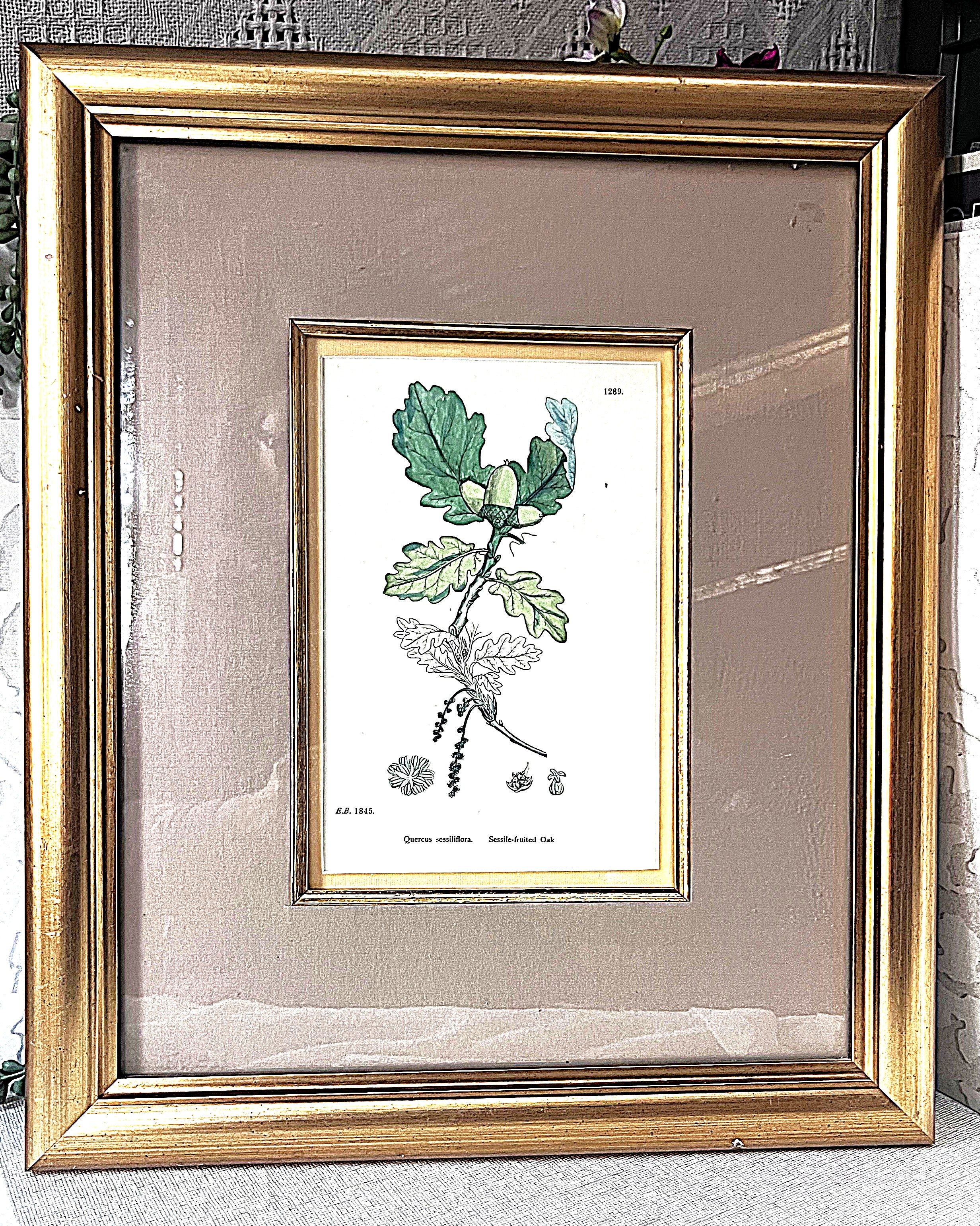 Wall Art: English Botany Sessile Oak Print Plate 1289
