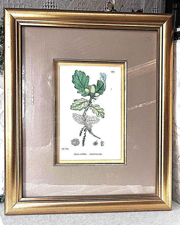 Wall Art: English Botany Sessile Oak Print Plate 1289